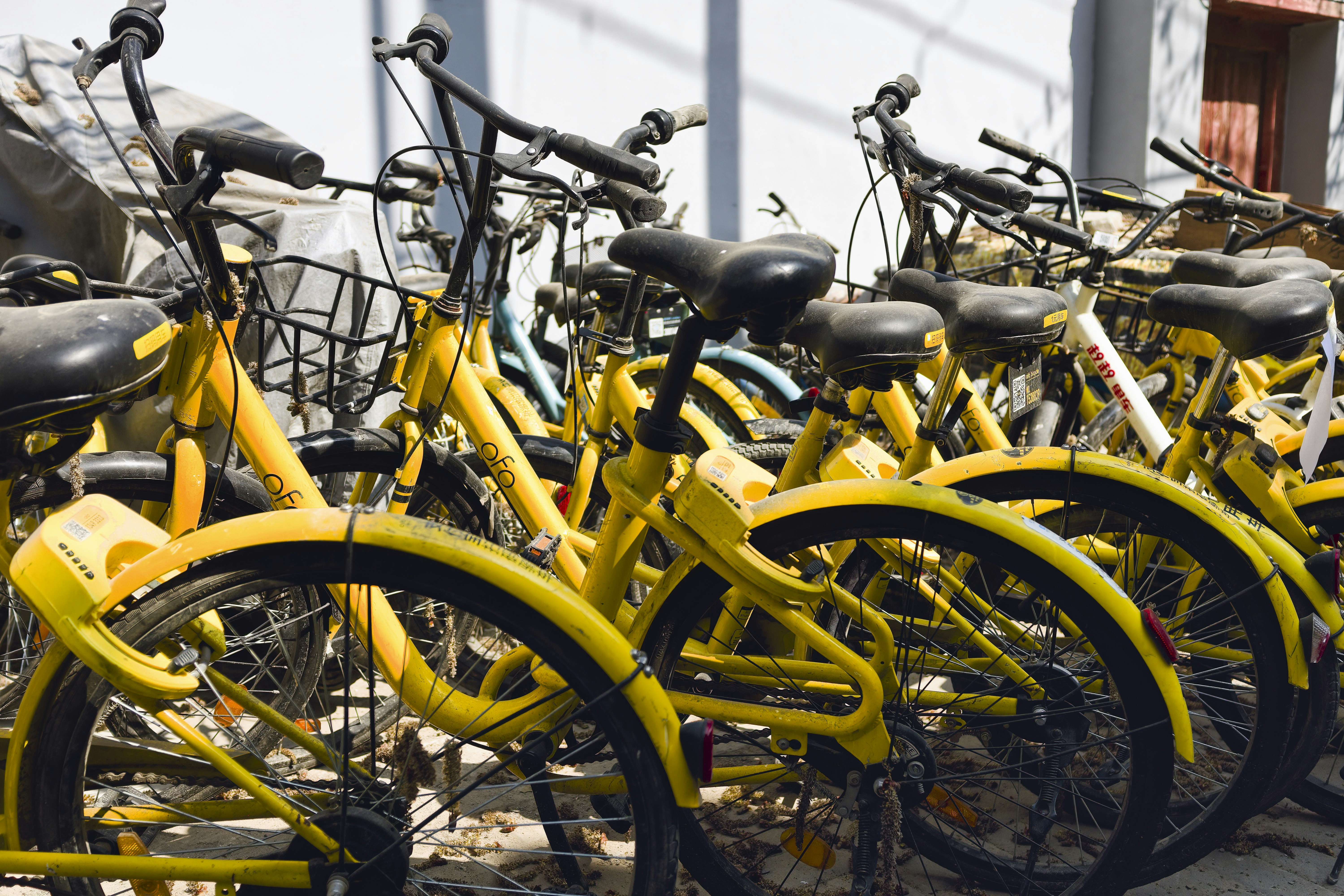 Yellow bikes are parked together in a row.
