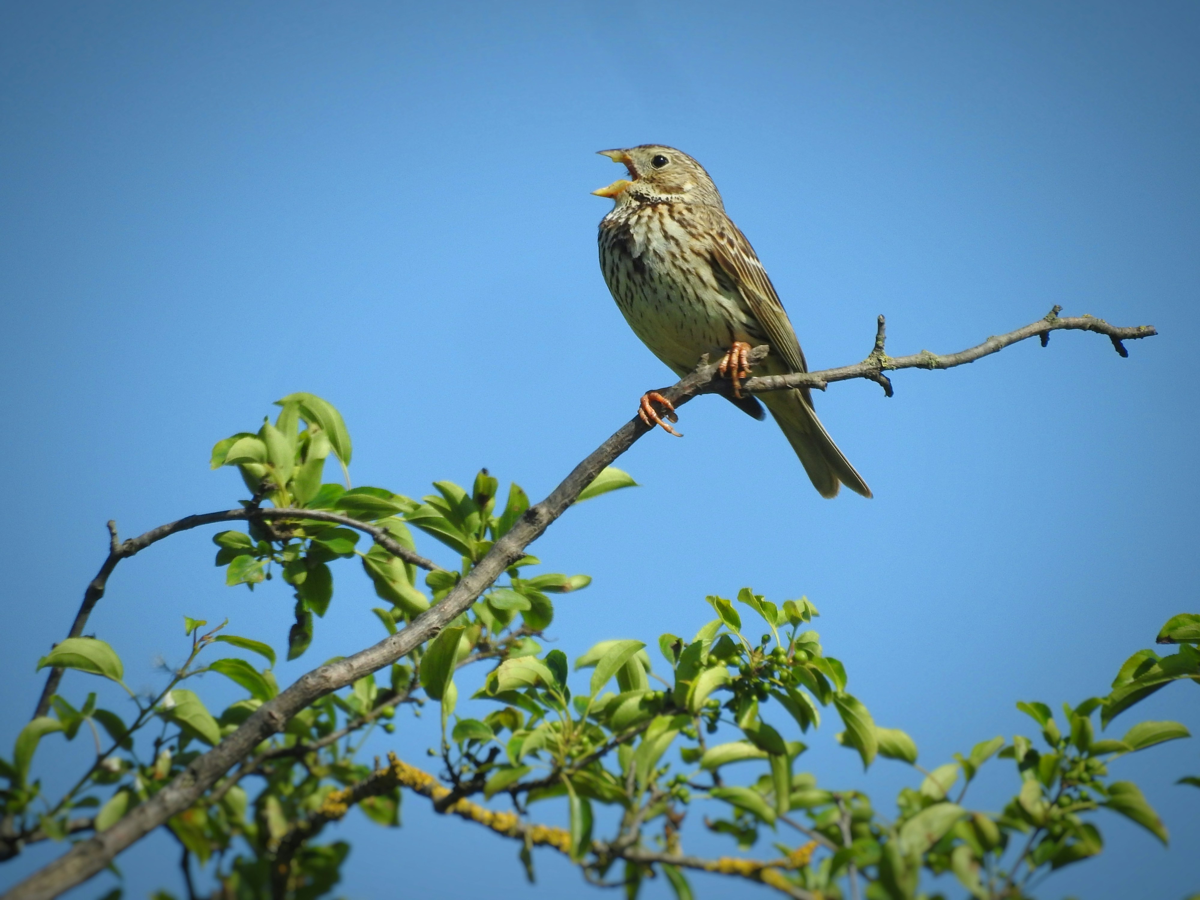 鳥が木の枝にとまっていますの写真 – Unsplashの動物の無料画像