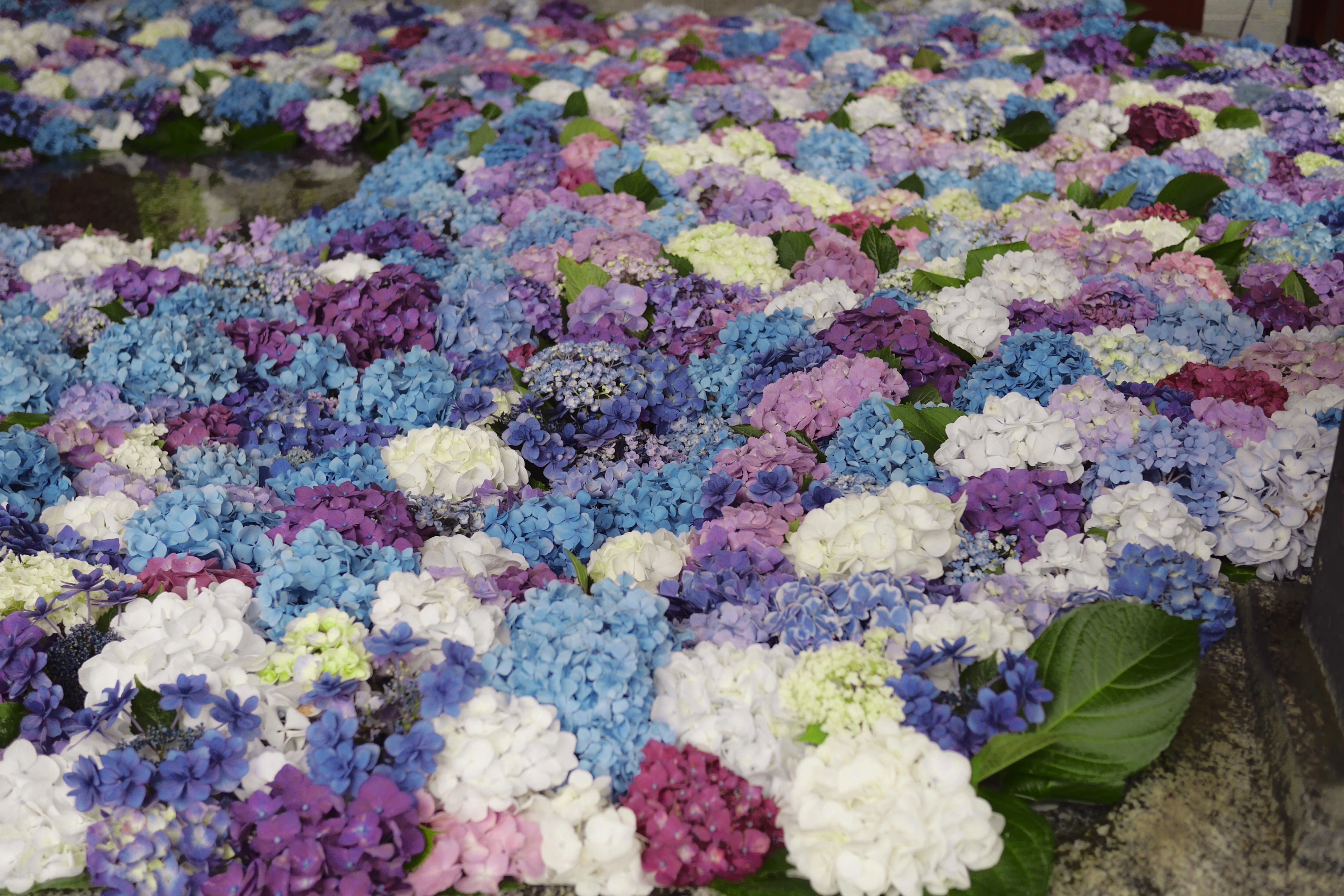 Blue, purple and white hydrangea blossoms float packed together on still water in a shaded courtyard.