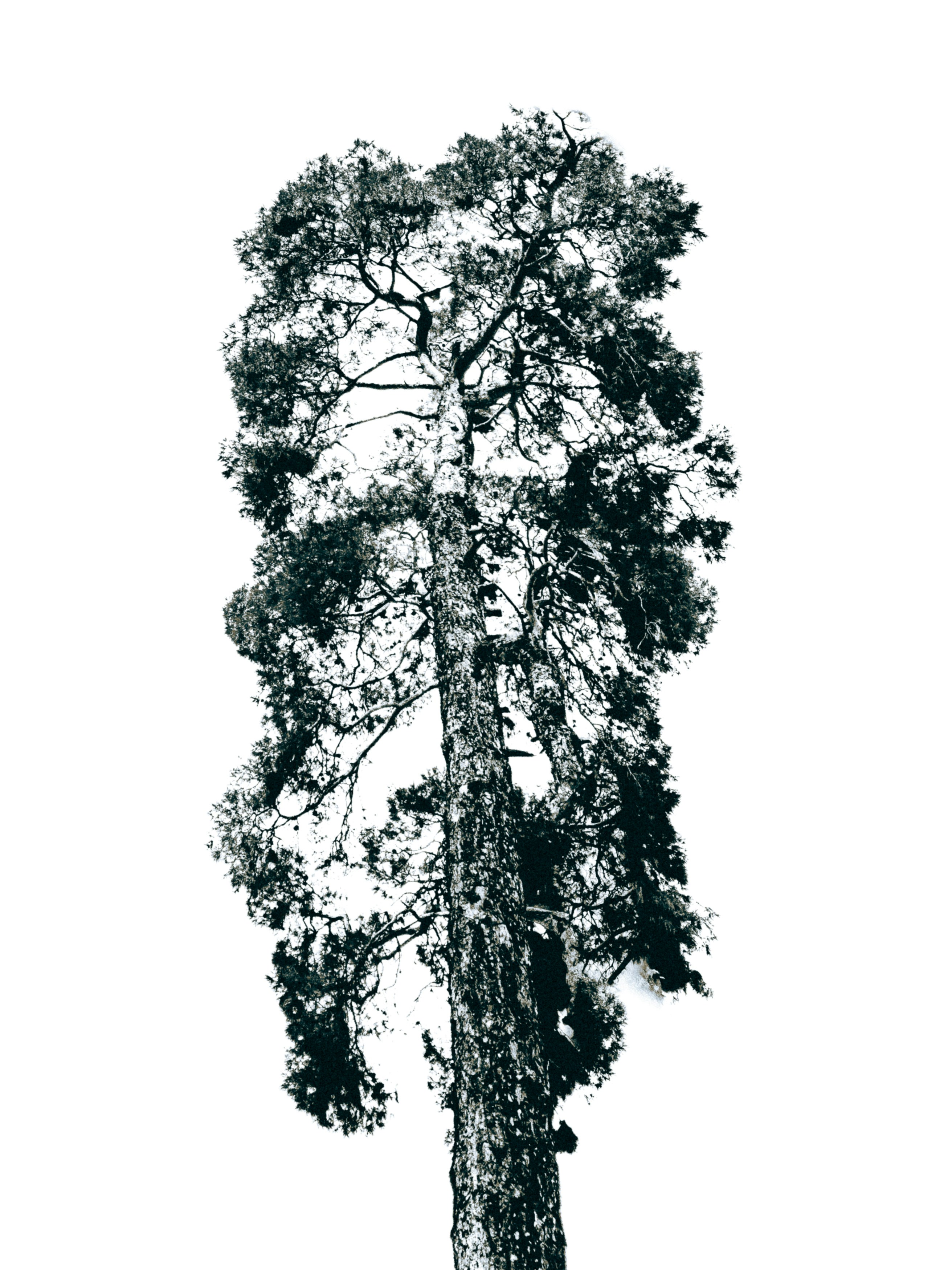 Uma árvore alta fica sozinha contra um fundo branco.