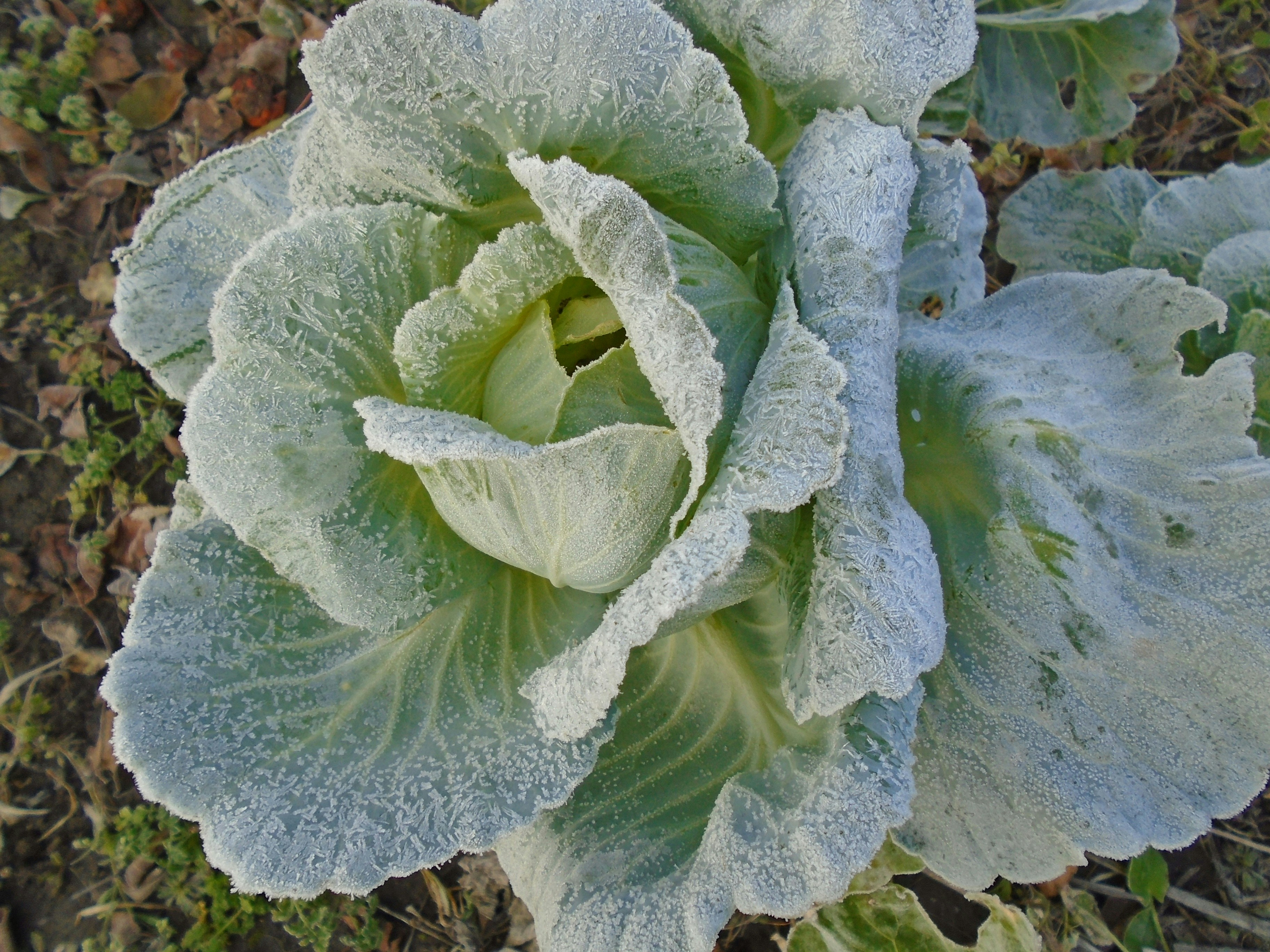 Organic Cabbage Flakes