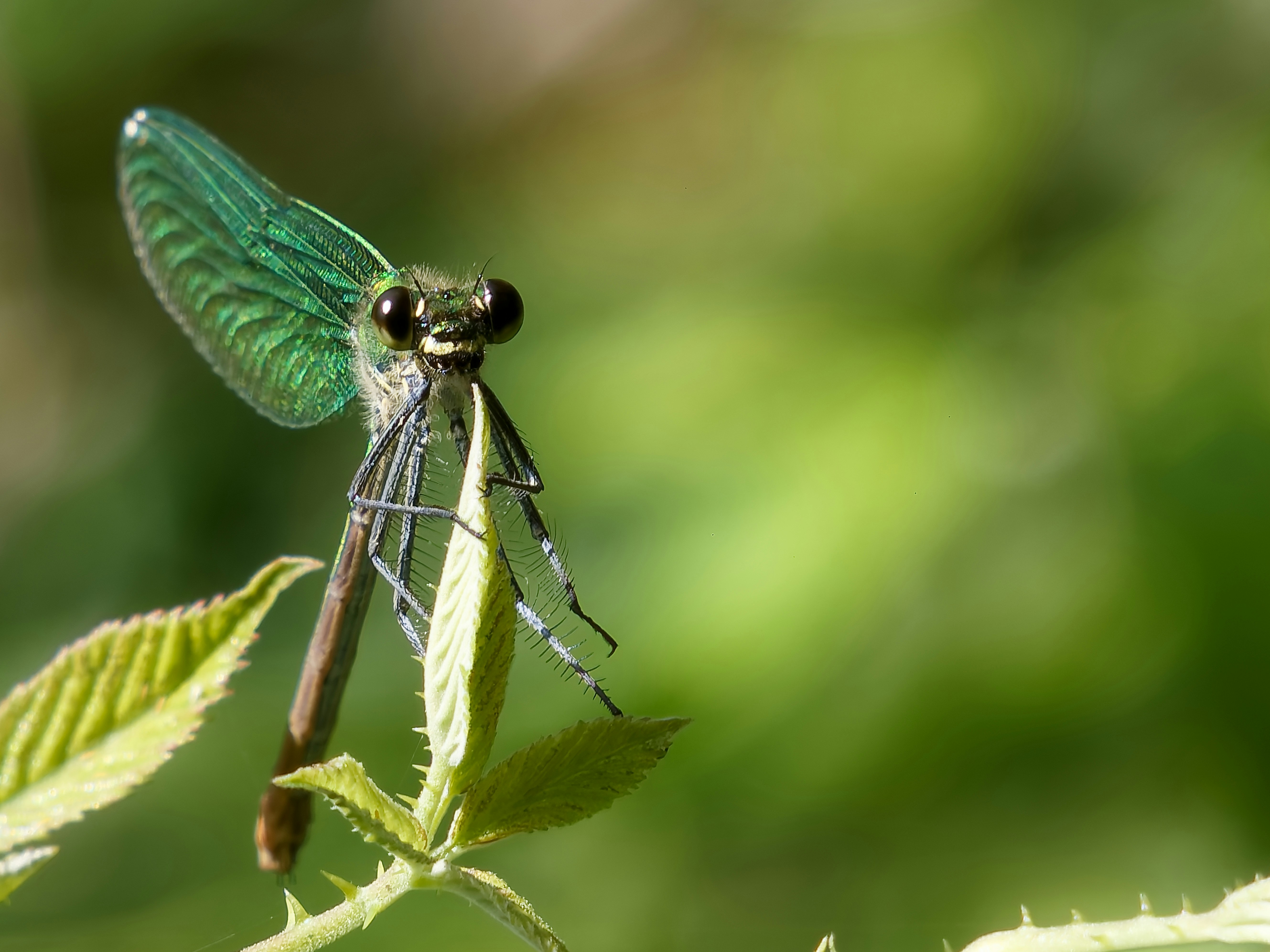 A dragonfly perched on a green leafy plant.