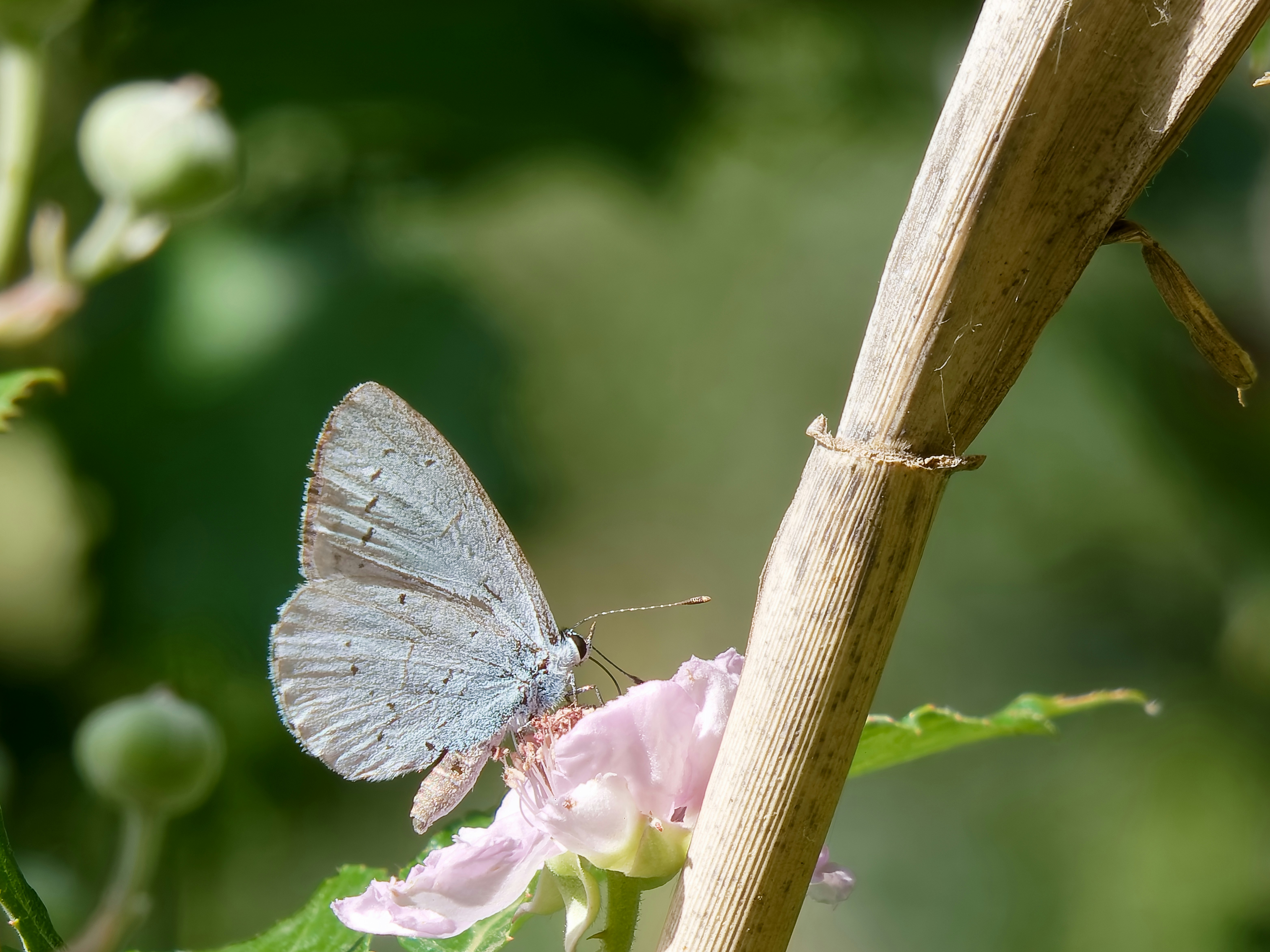 A small blue butterfly rests on a pink flower.