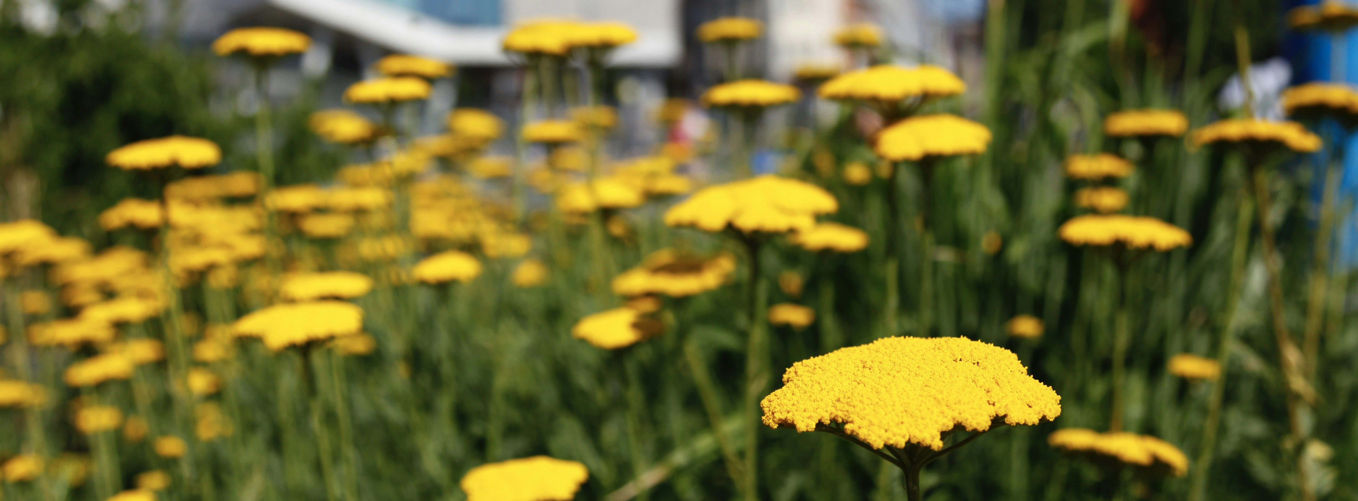 Yellow flowers grow in a lush green field.
