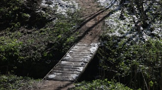 A wooden bridge leads through a wooded area.