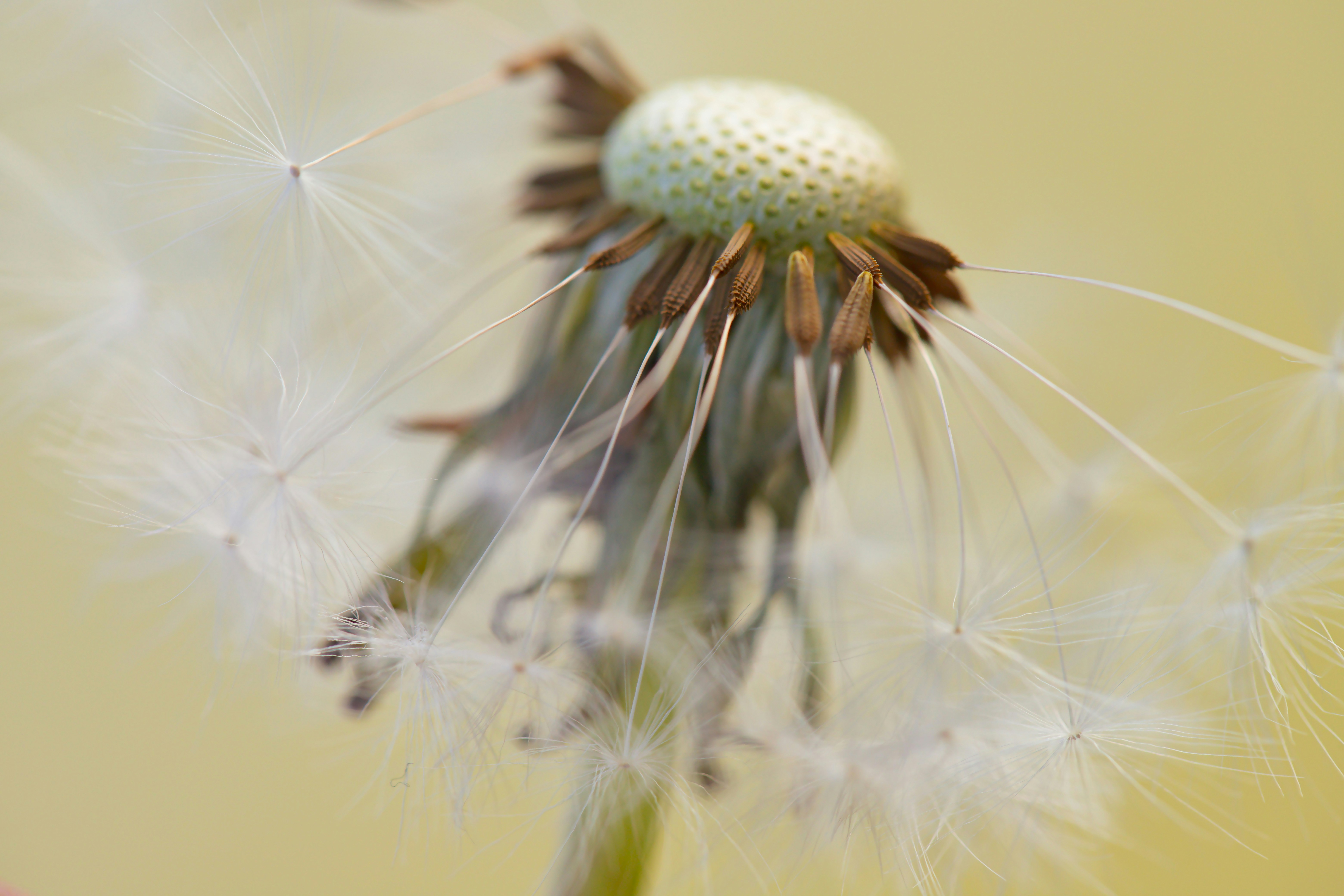 Dandelion seeds ready to blow in the wind.