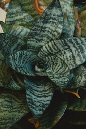 Snake plant leaves show intricate, natural patterns.