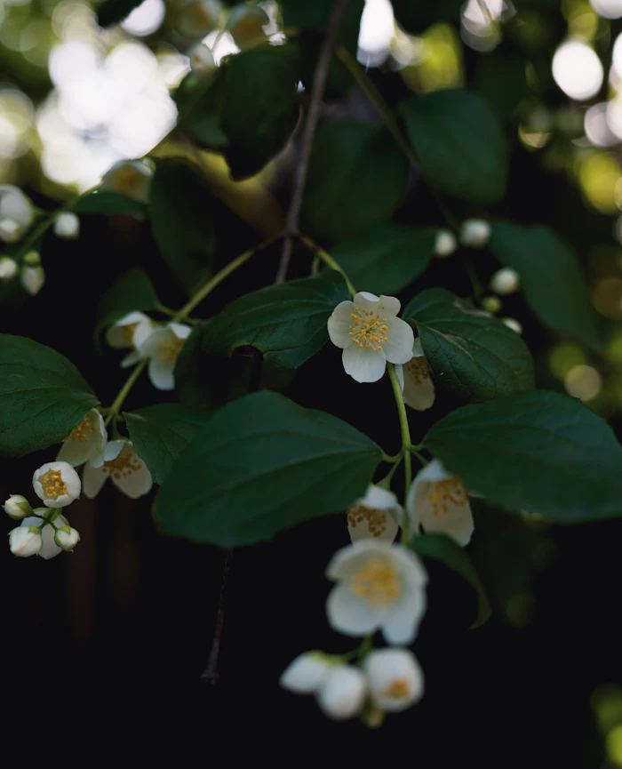 ingredients-jasmine — natural jasmine flowers in bloom