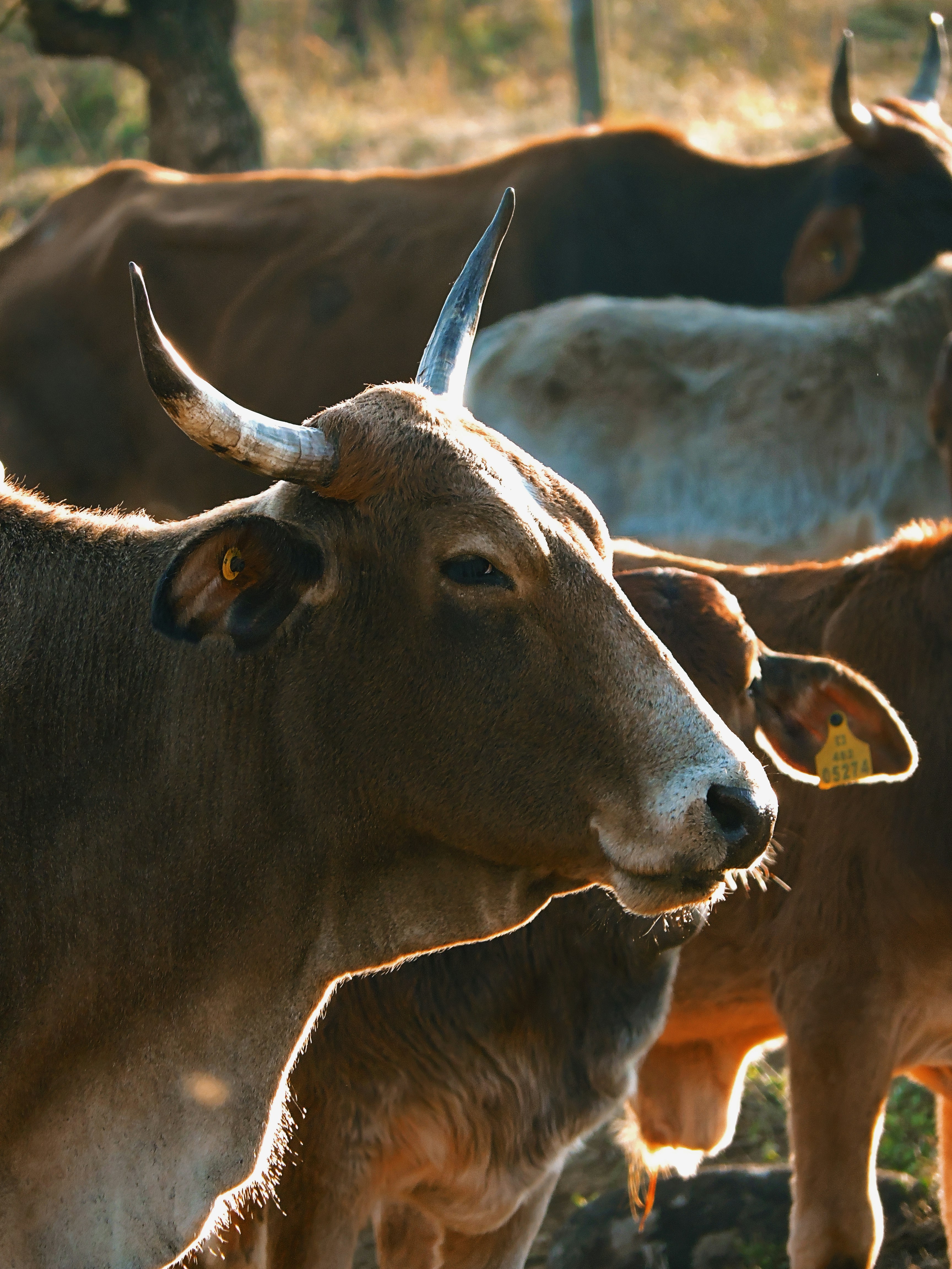 Photo by proudlyswazi_free