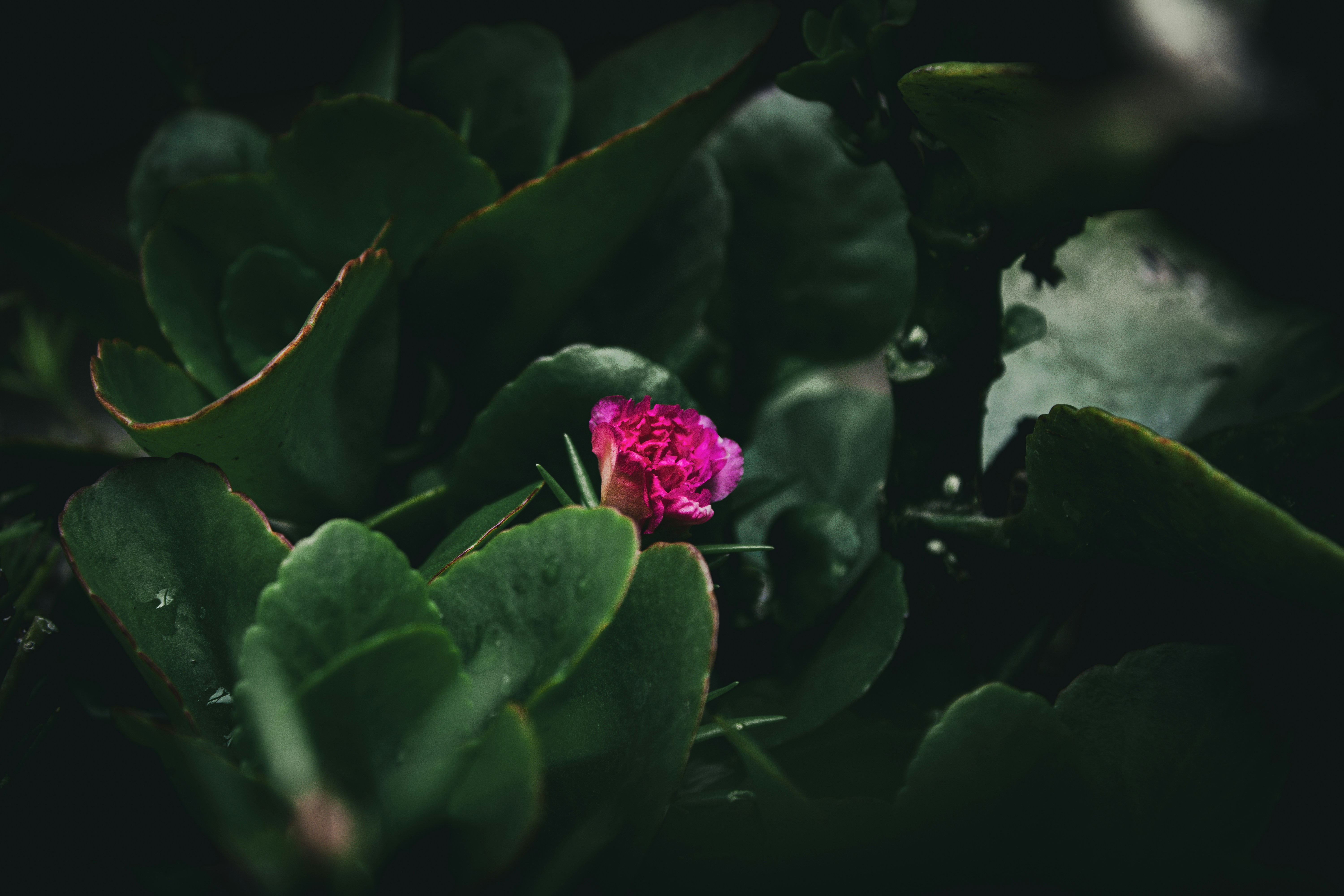 Photo by kurisari