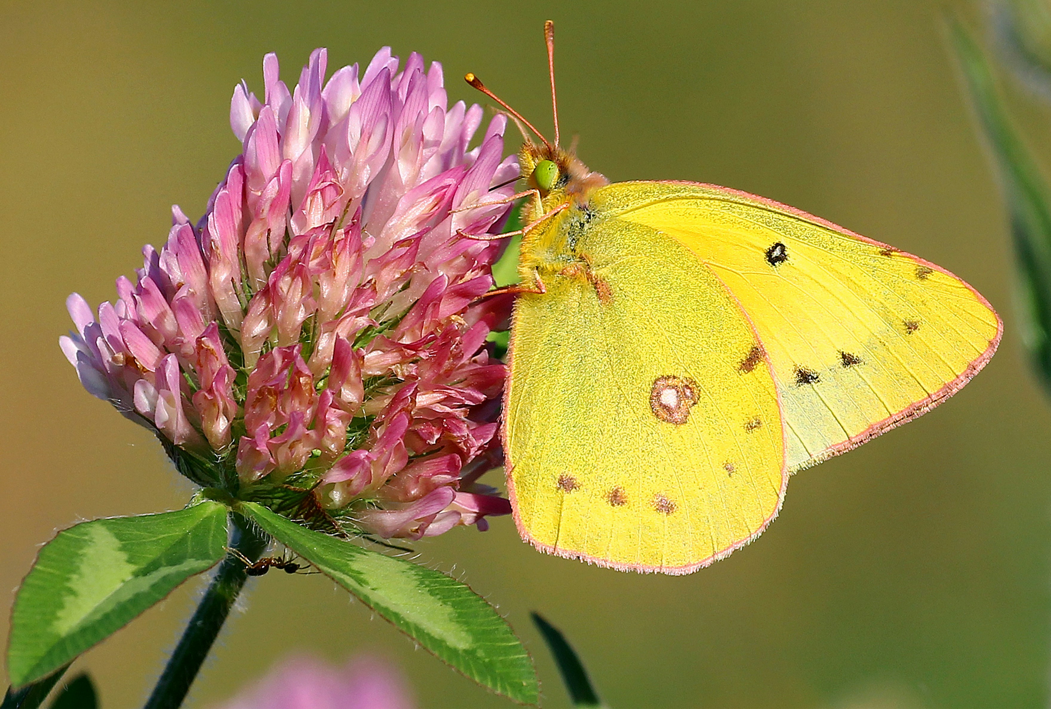 Photo by telliottmbamsc