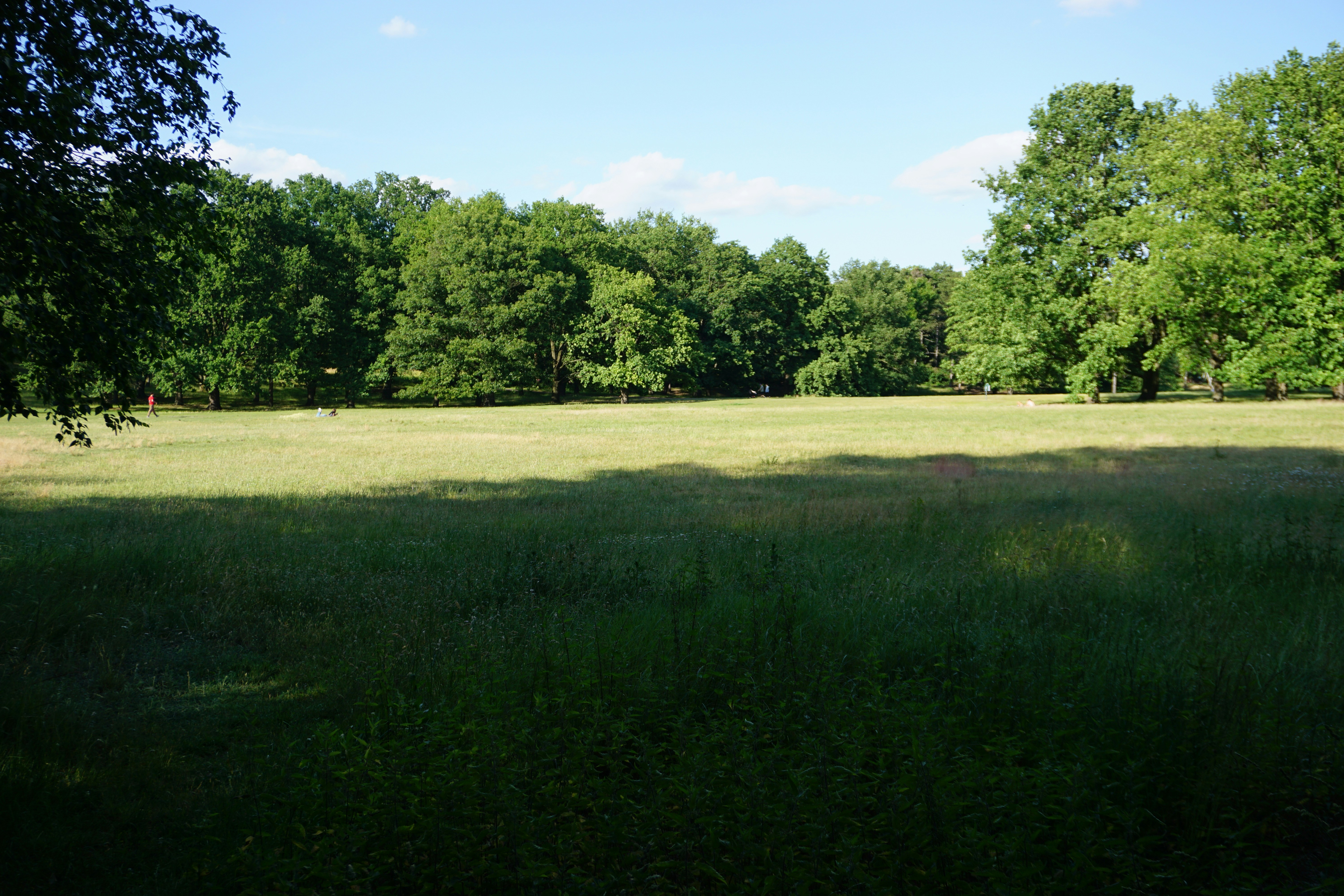Green meadow and trees under a clear blue sky.