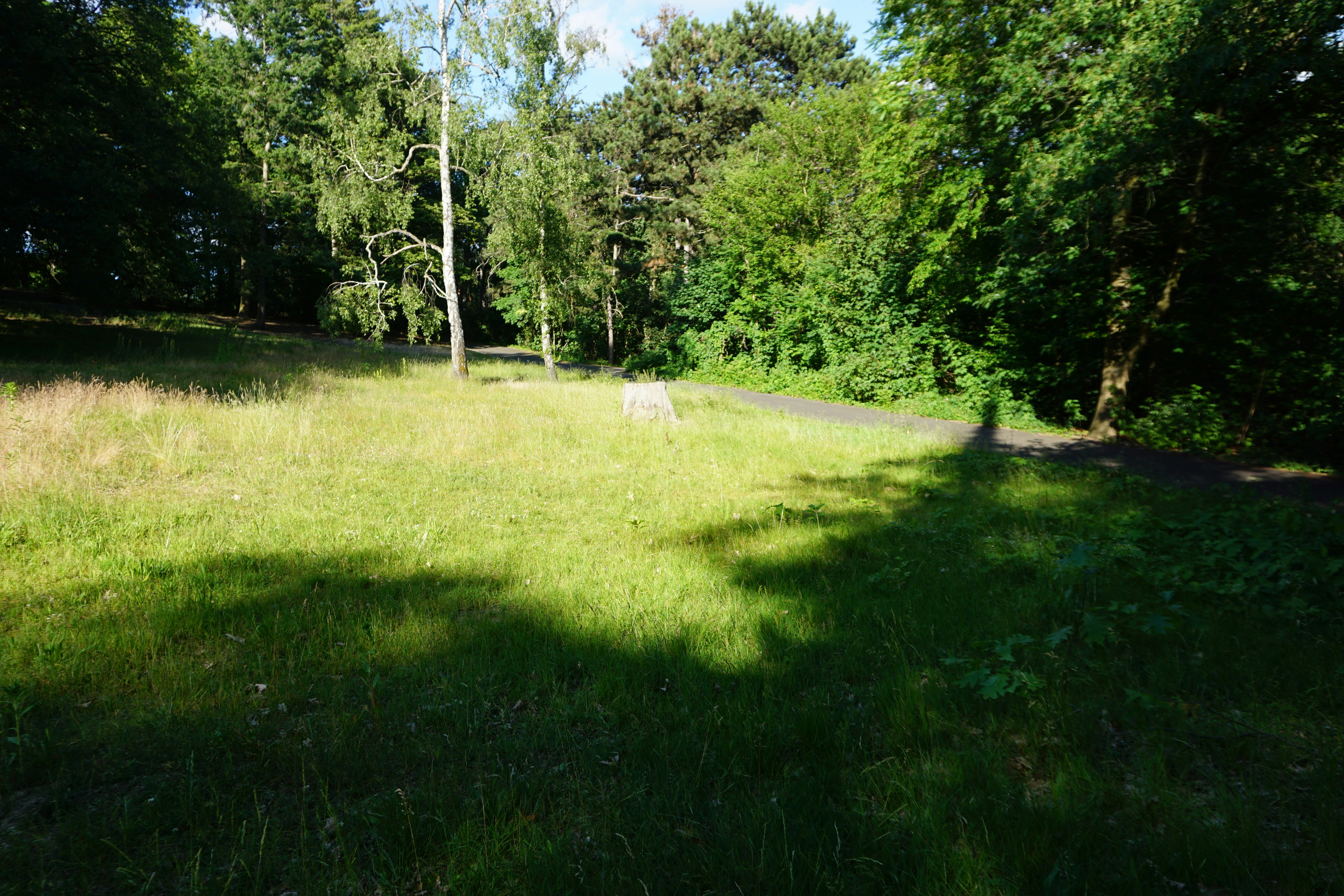 Green field with trees and sunlight.