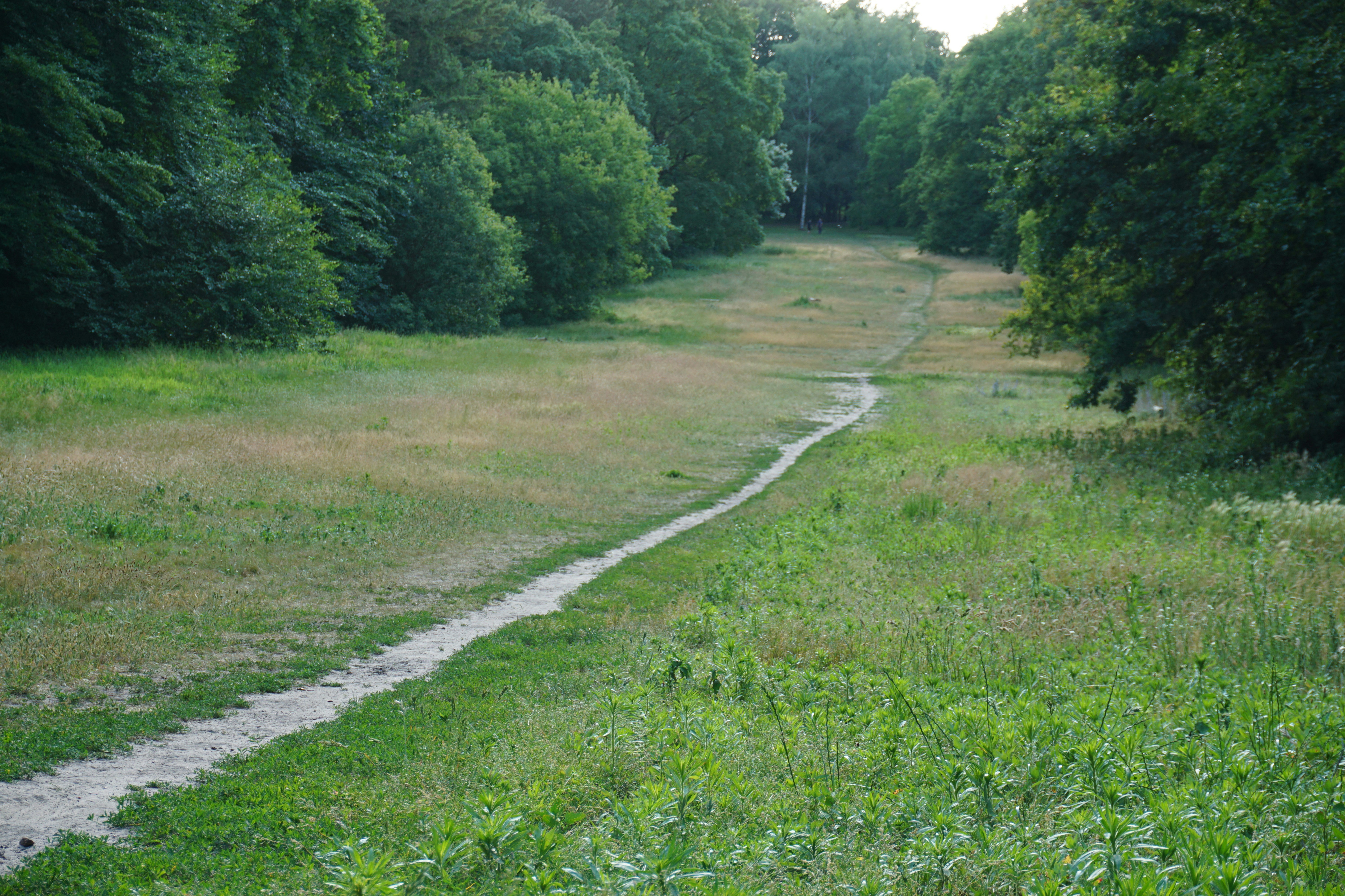 Jalan berumput melalui hutan hijau.