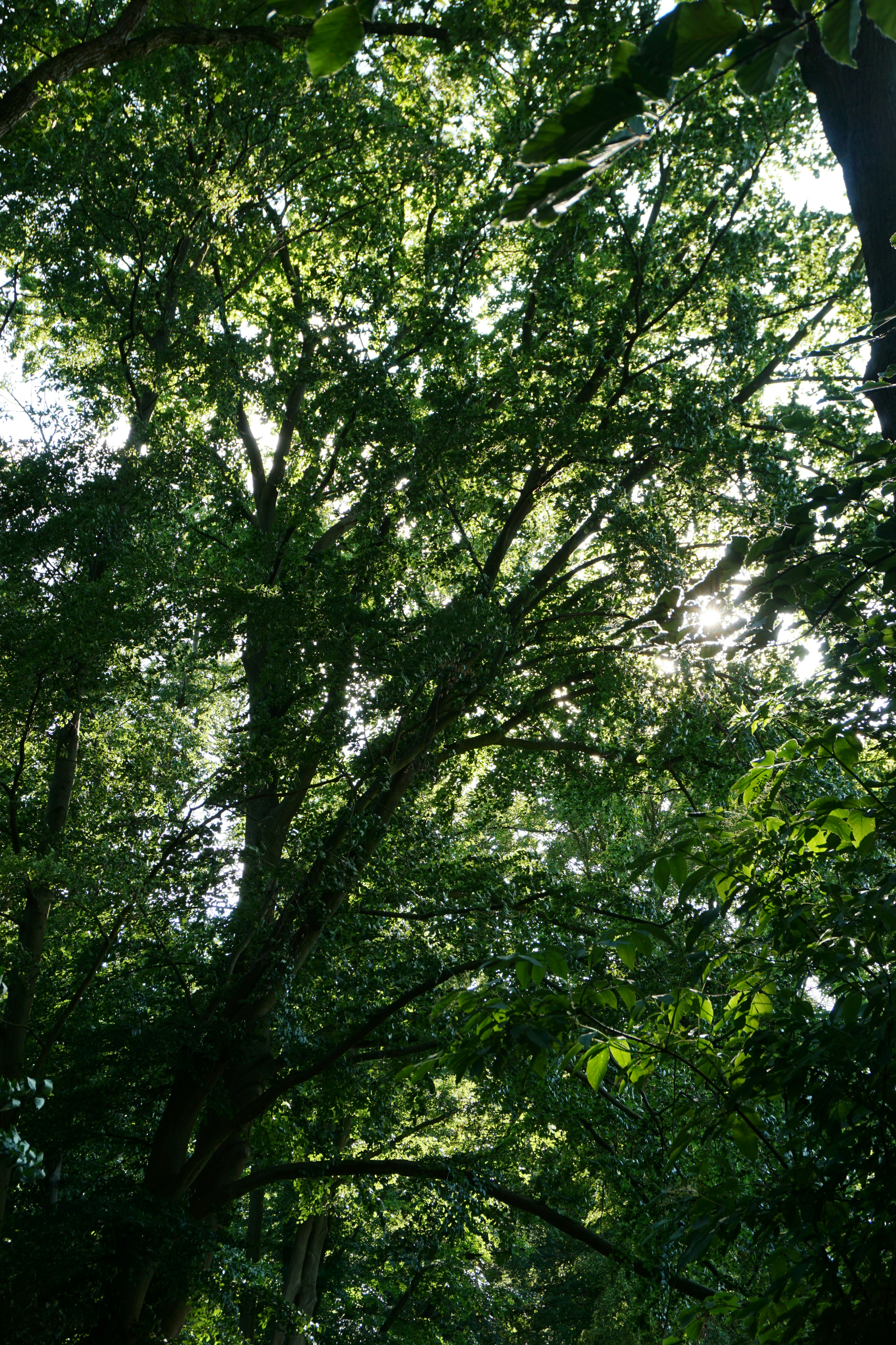Lush tree canopy reaching towards the sun.