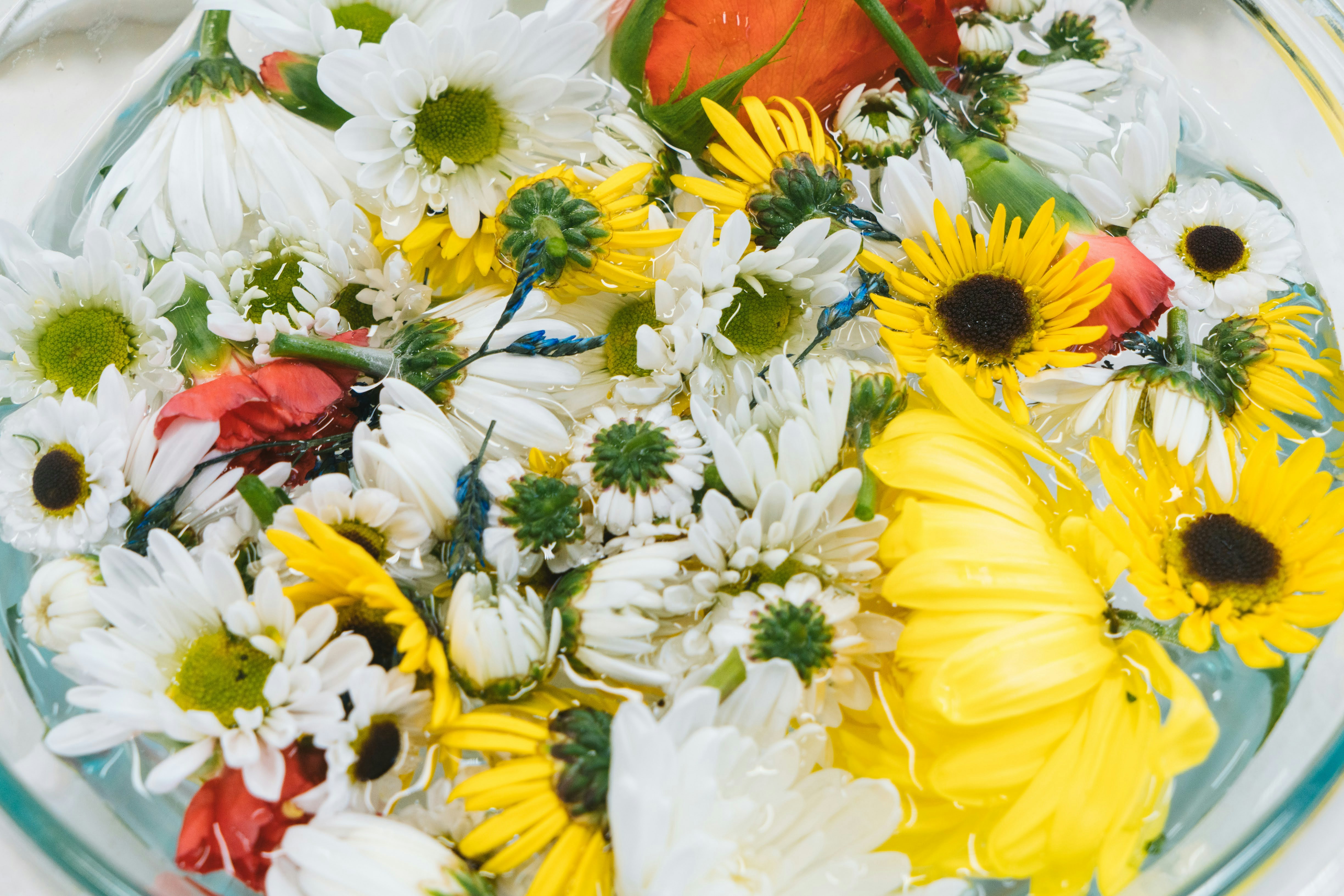 Flowers float beautifully in clear water.