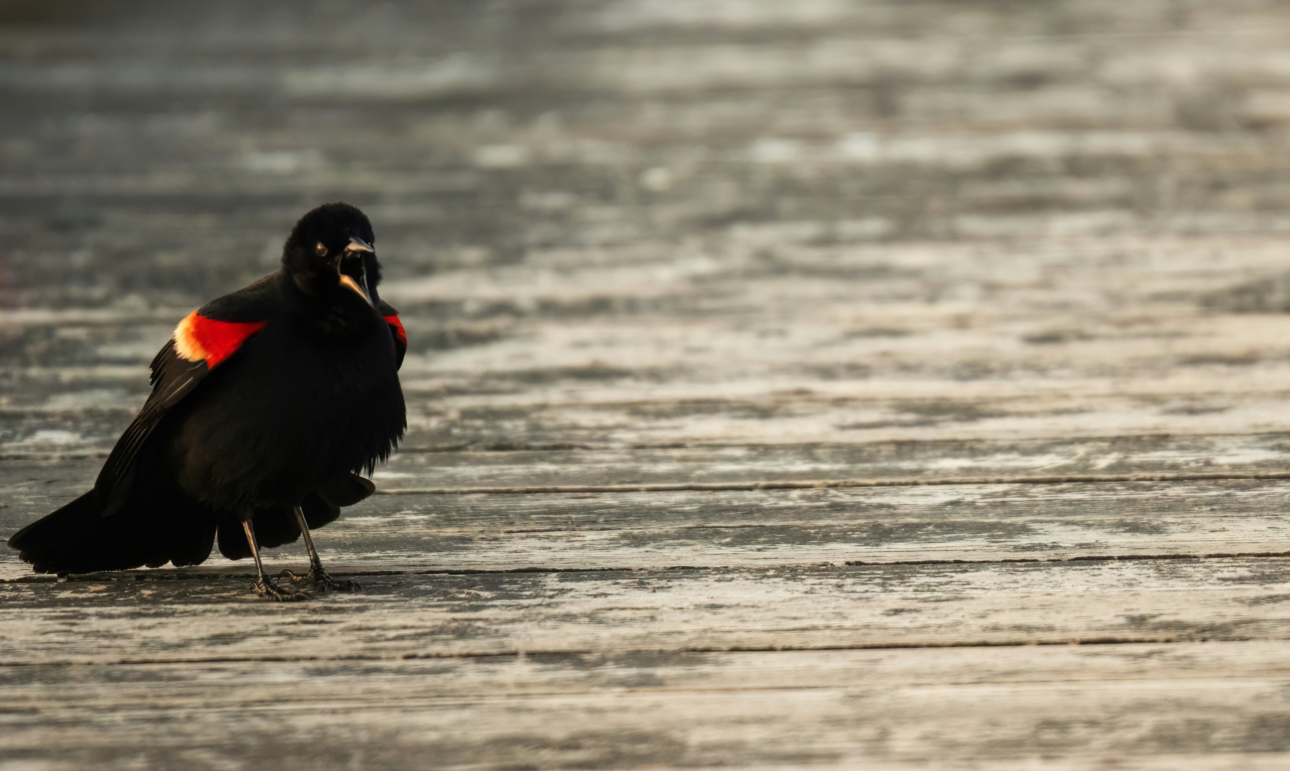 Eine rotflügelige Amsel sitzt auf einer Holzfläche.