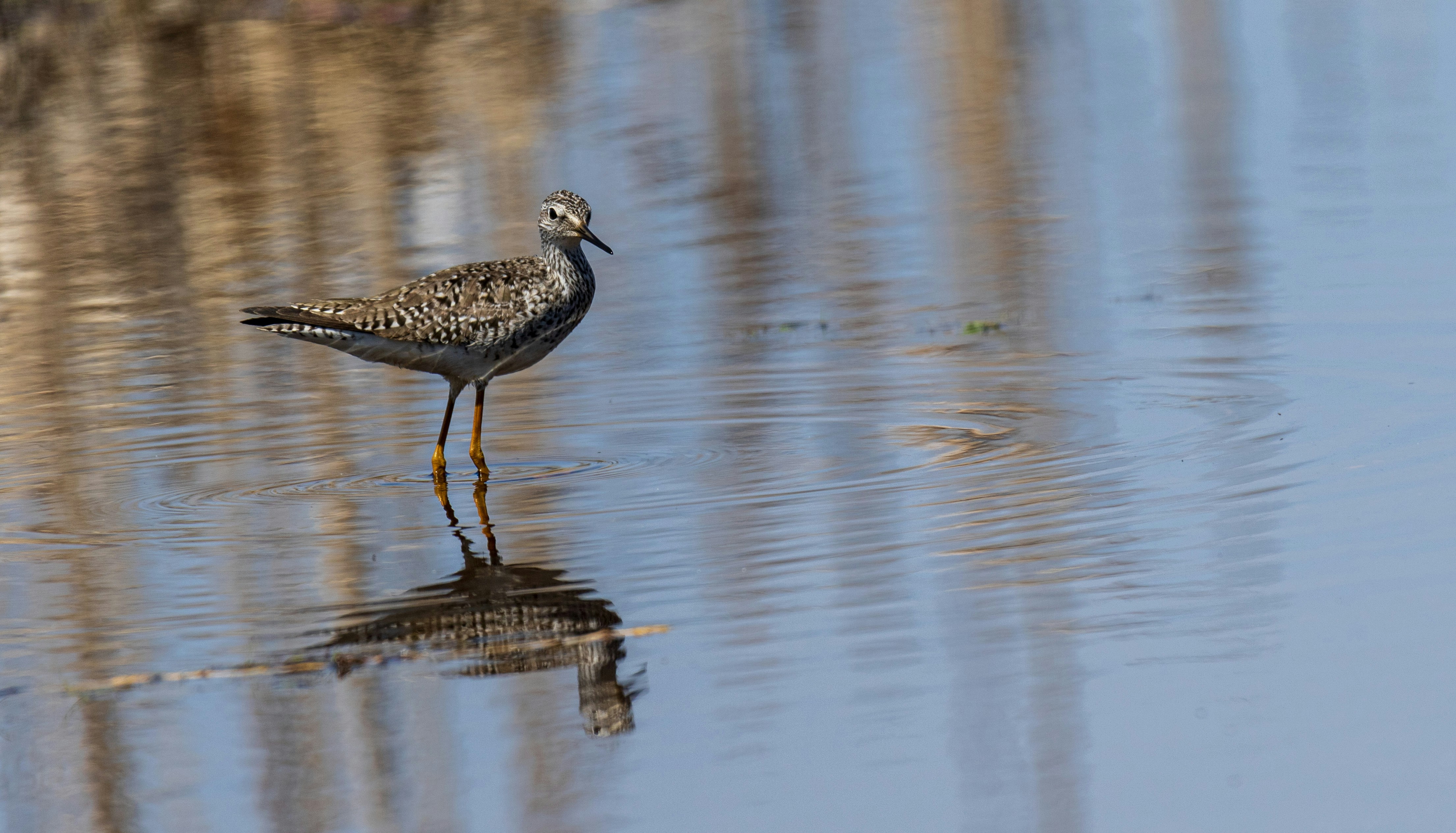 Ein Küstenvogel steht im flachen, spiegelnden Wasser.