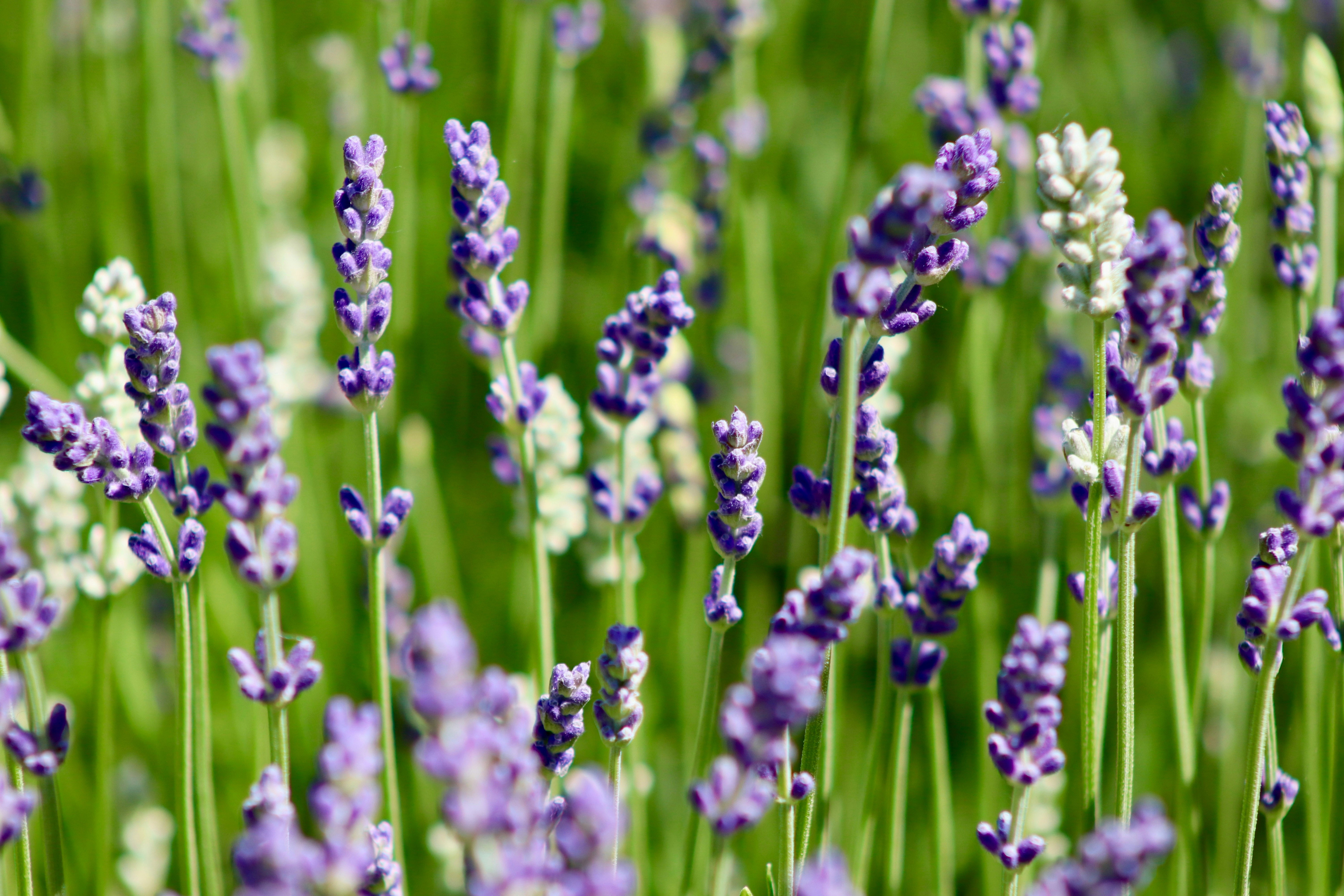 Lavender flowers bloom in a field.
