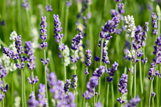 Lavender flowers bloom in a field.