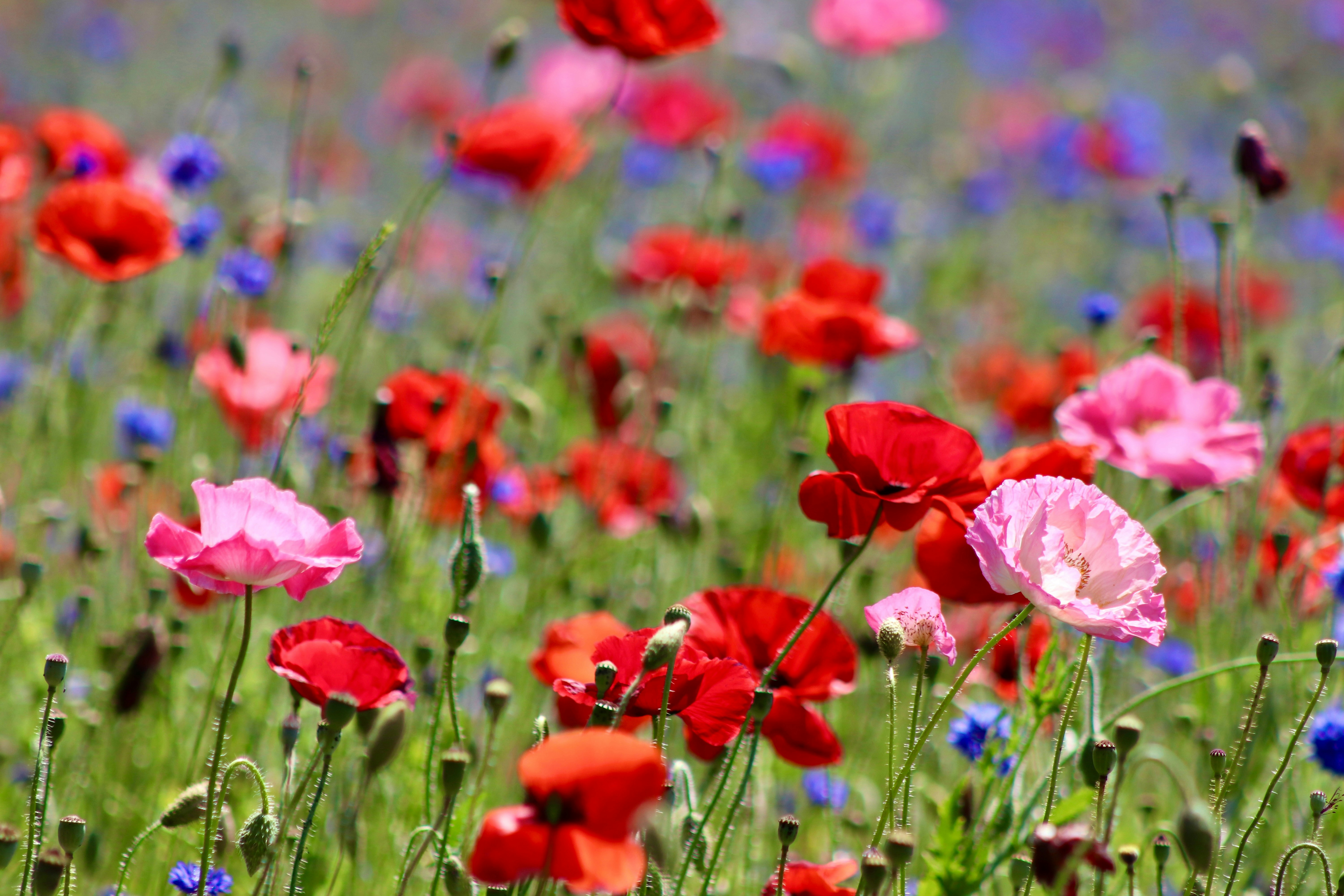 A field of colorful poppies blooms.