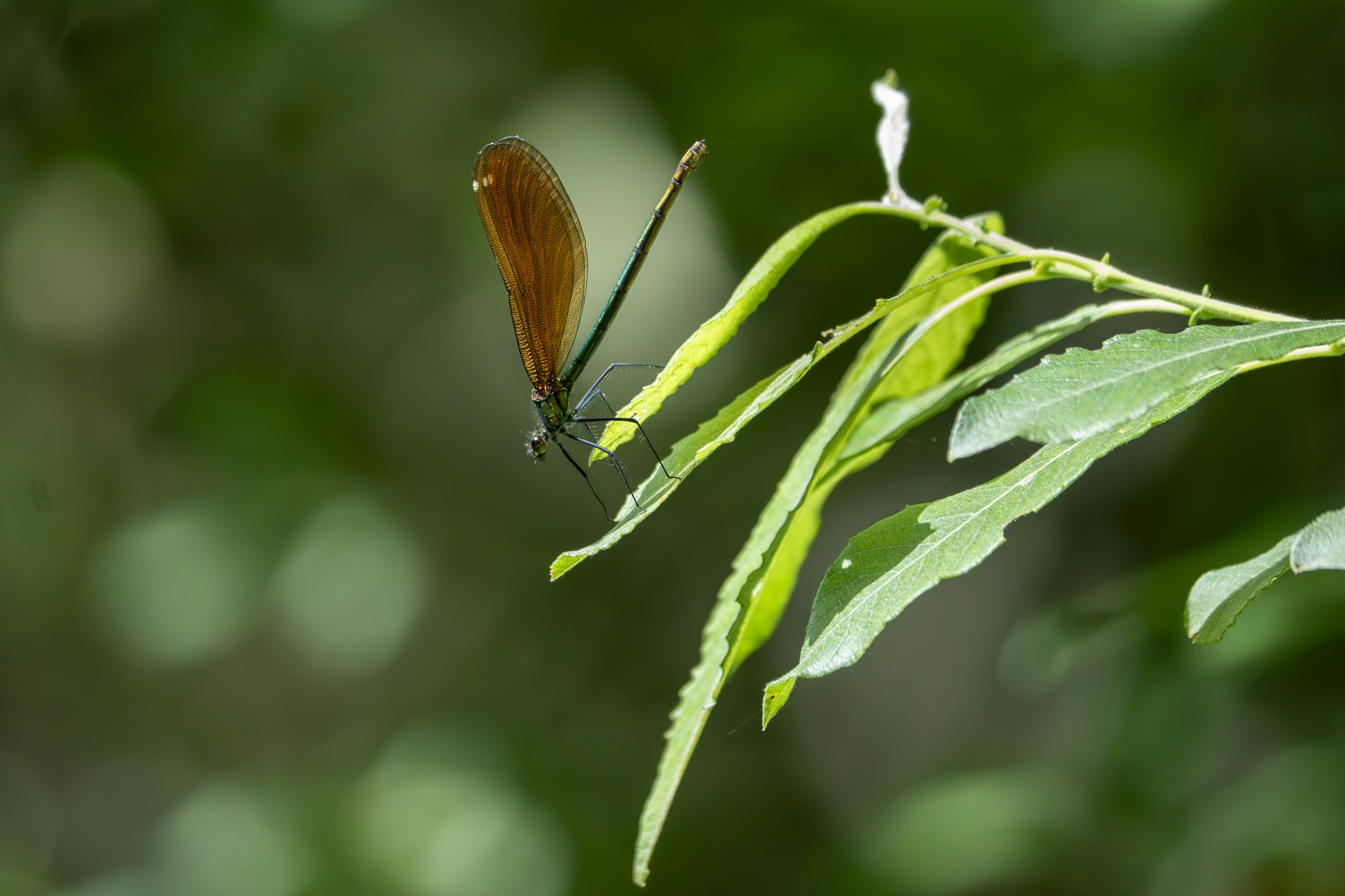 Photo by paul_longhurst