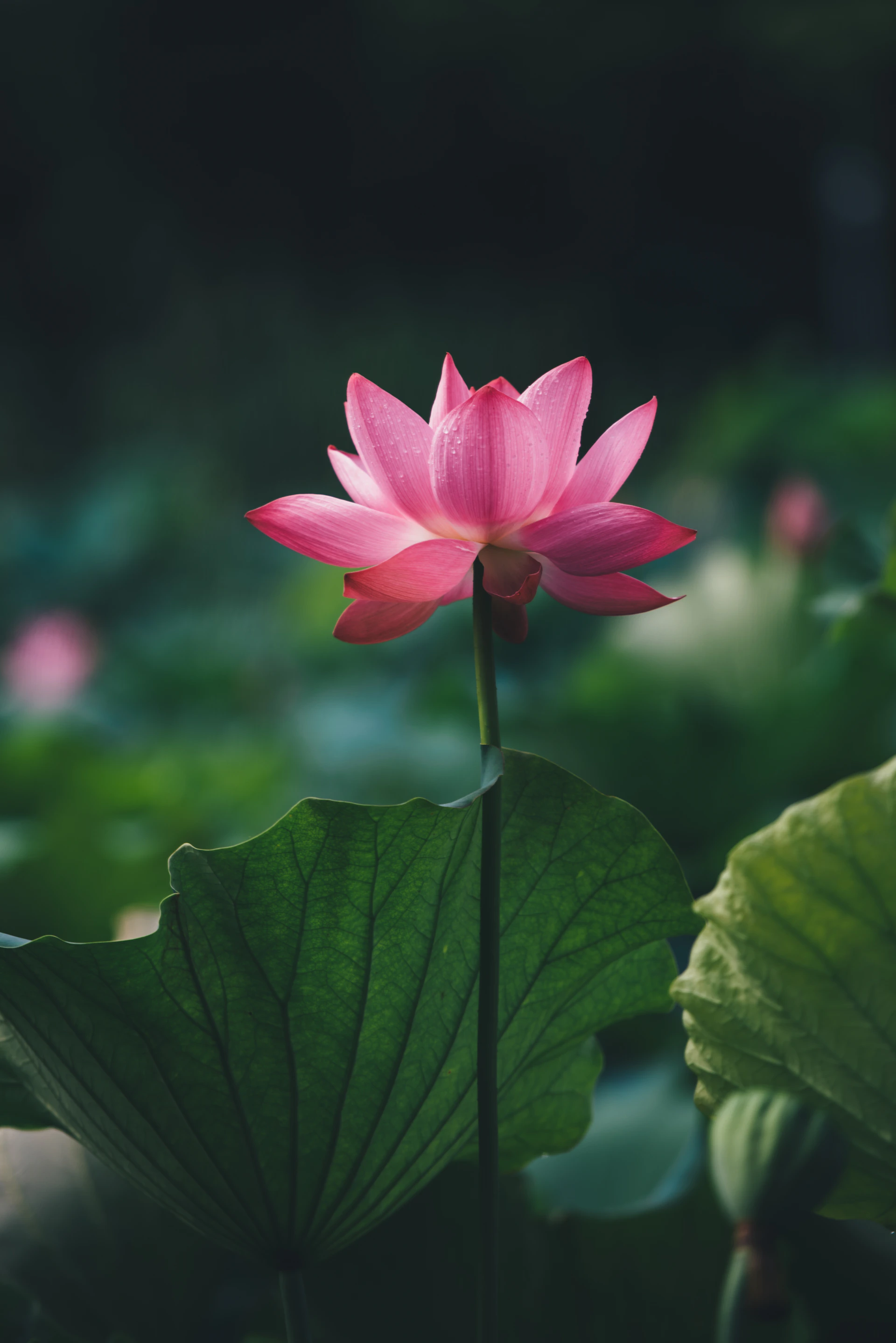 A pink lotus flower blooms beautifully in nature.
