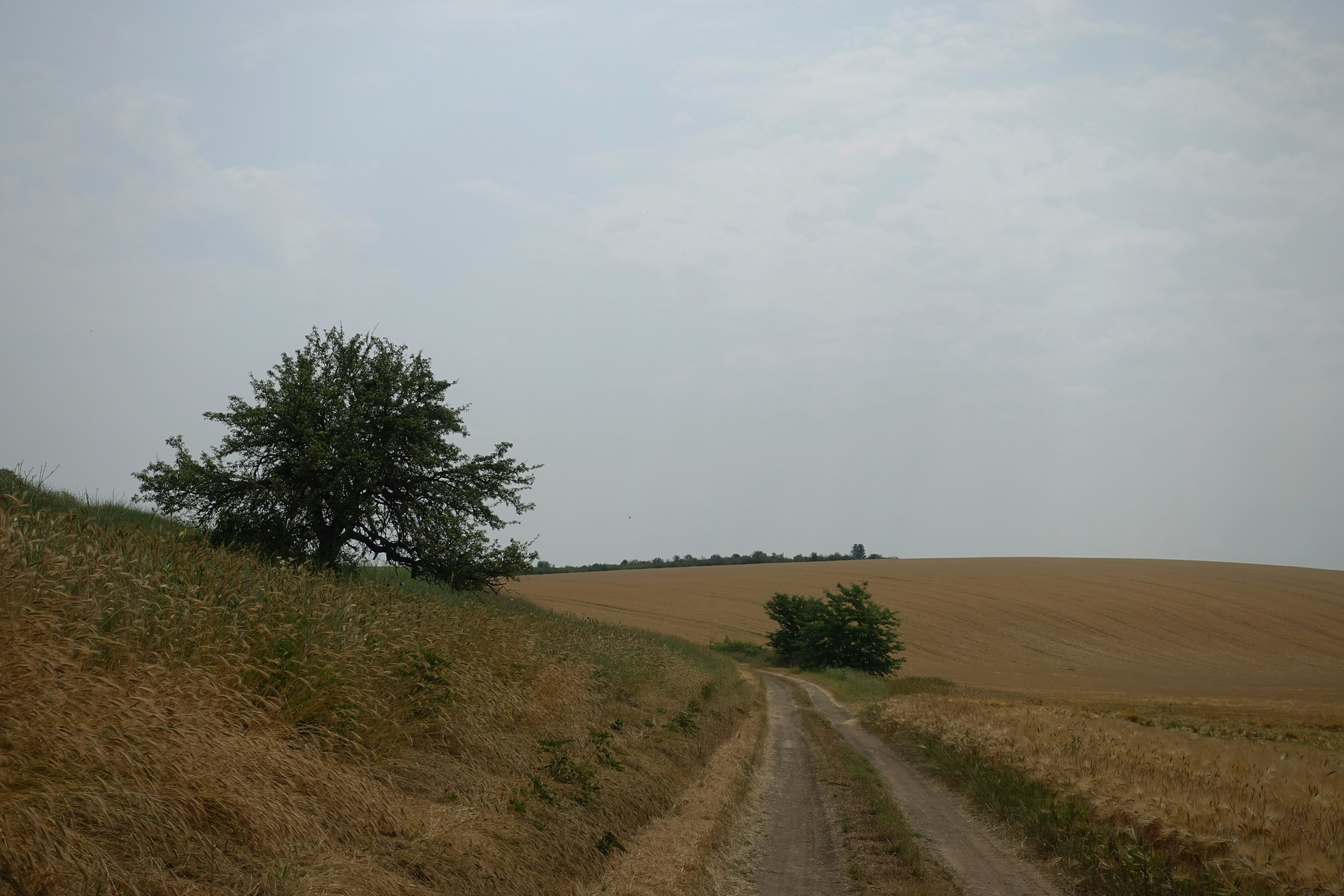photo-1750577364885-ef23d05a8e8d?ixid=M3wxMjA3fDB8MXxzZWFyY2h8MTJ8fHBlbWVyaW50YXxlbnwwfHx8fDE3NTM0MzQxOTh8MA\u0026ixlib=rb-4.1.0