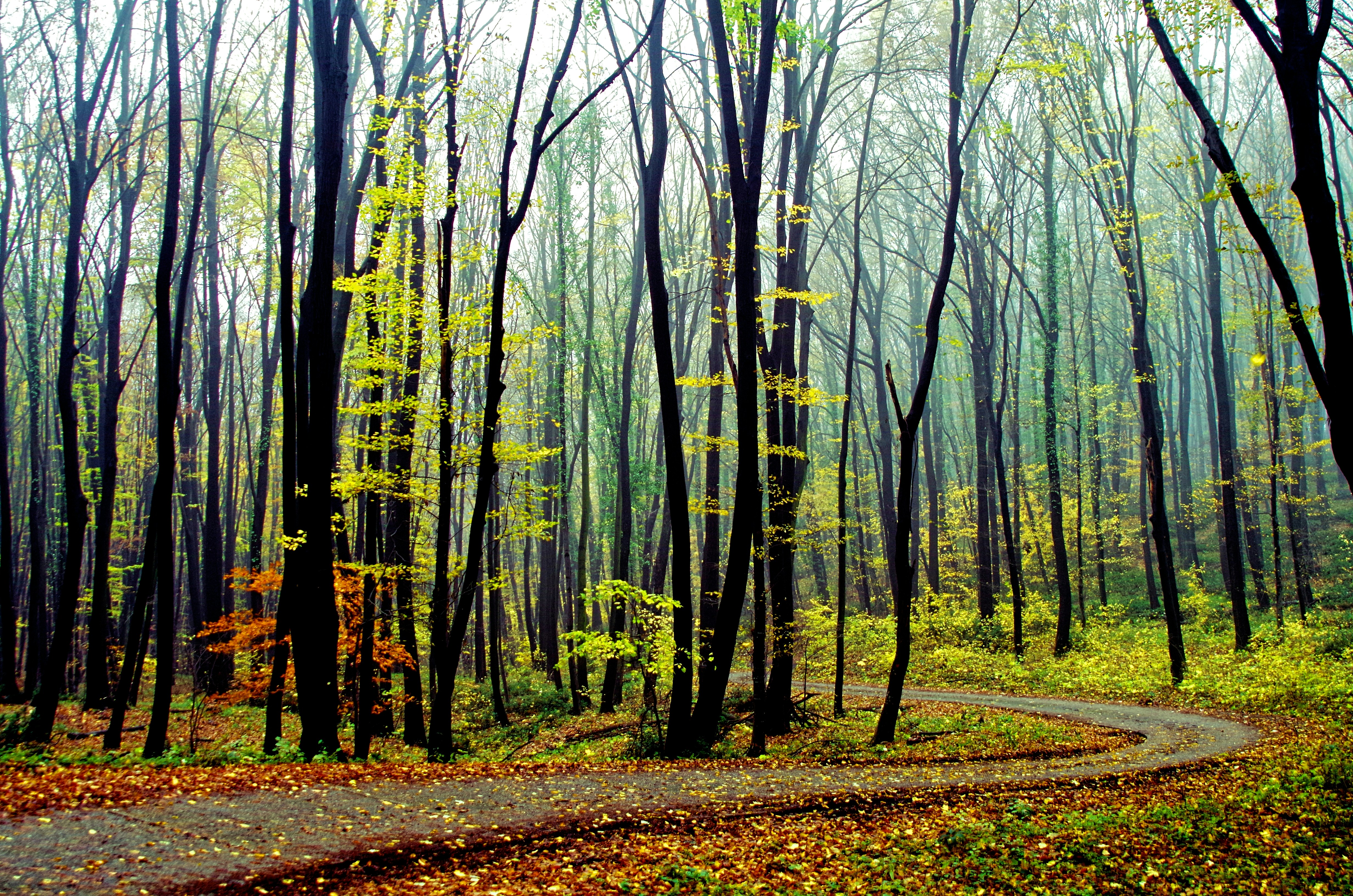 A winding path through a forest.