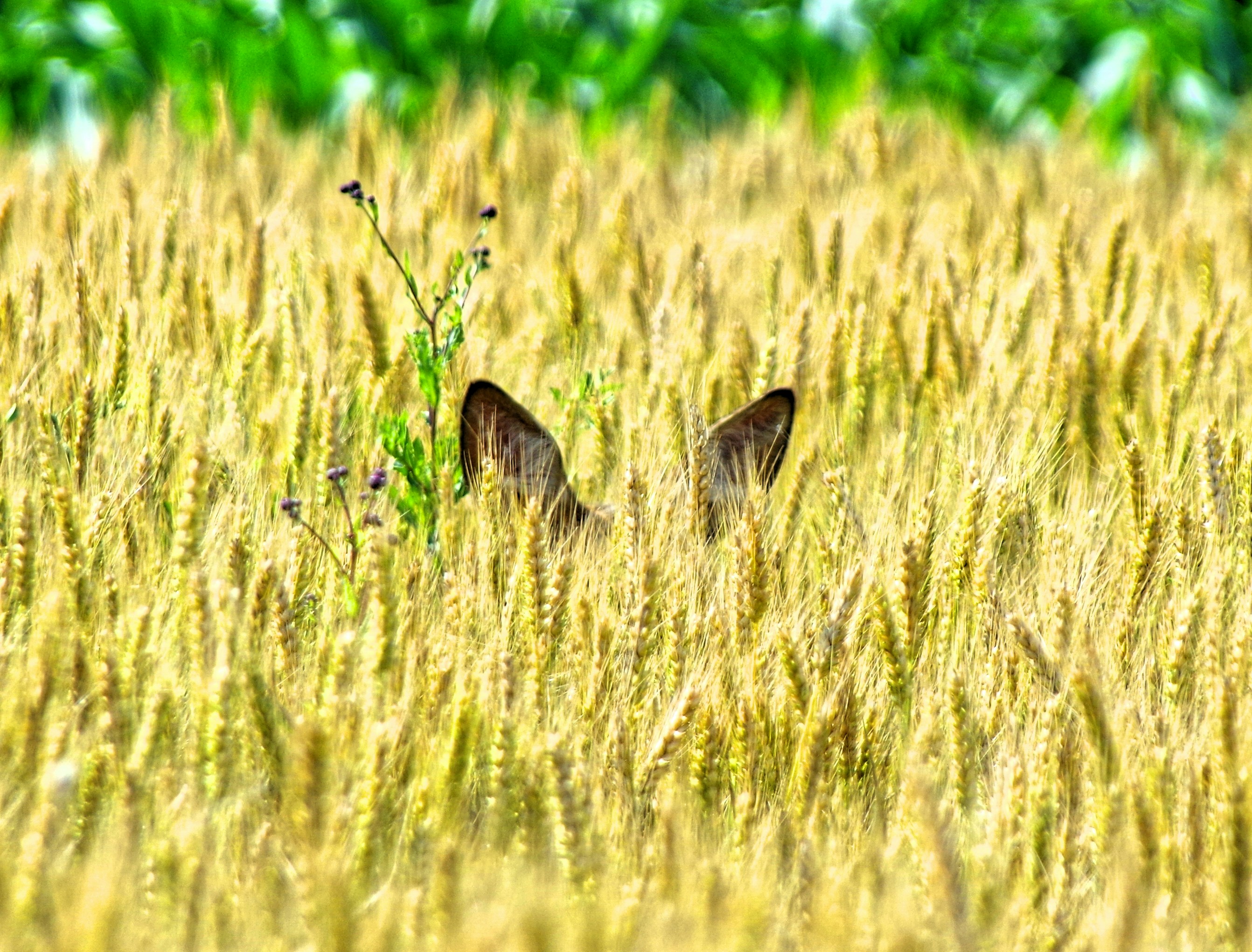 Ears of a deer peeking through tall grass.