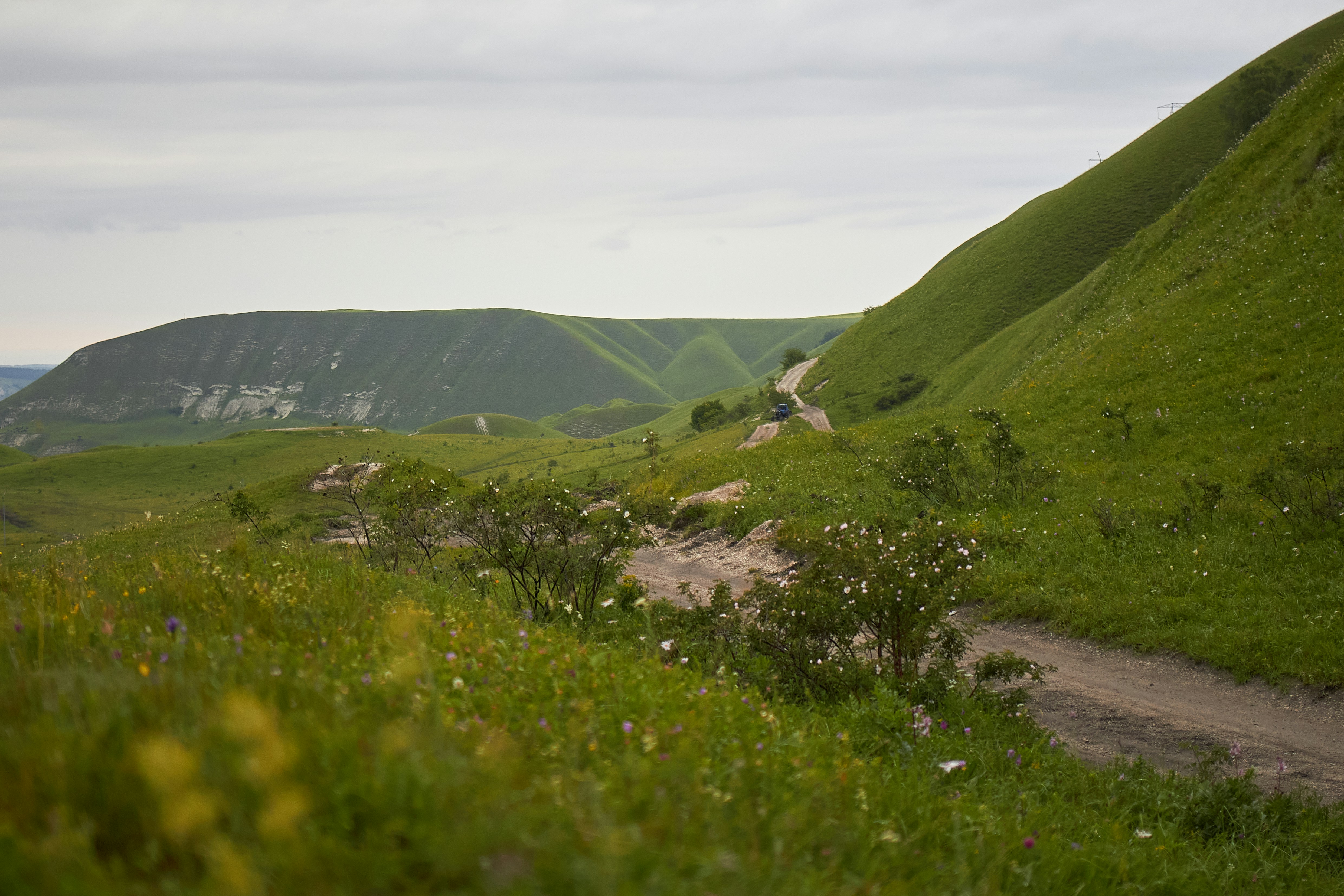 D'Oench Green