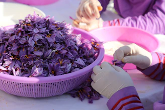 People are hand-picking saffron threads from flowers.