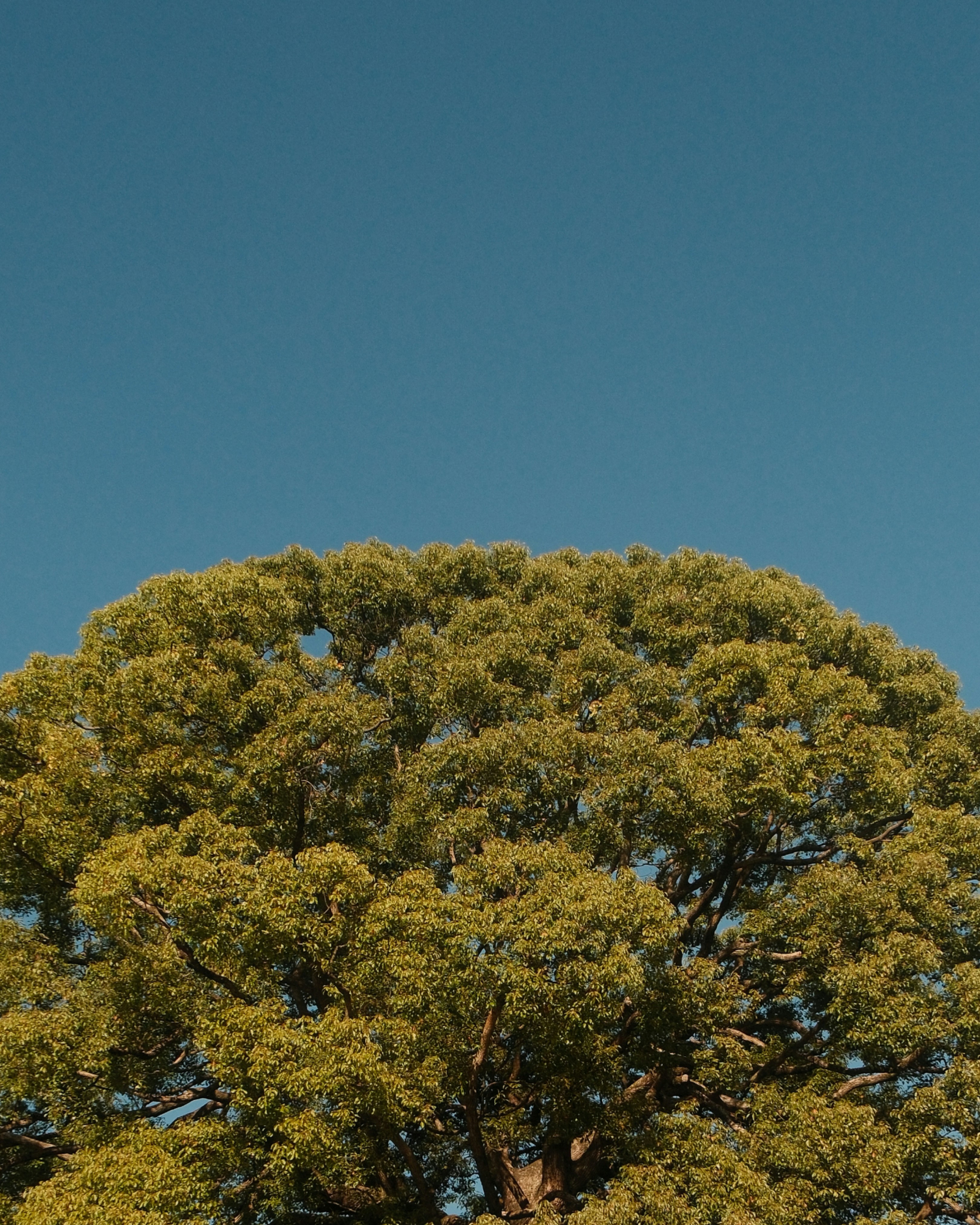 Japan Tree Pictures | Download Free Images on Unsplash