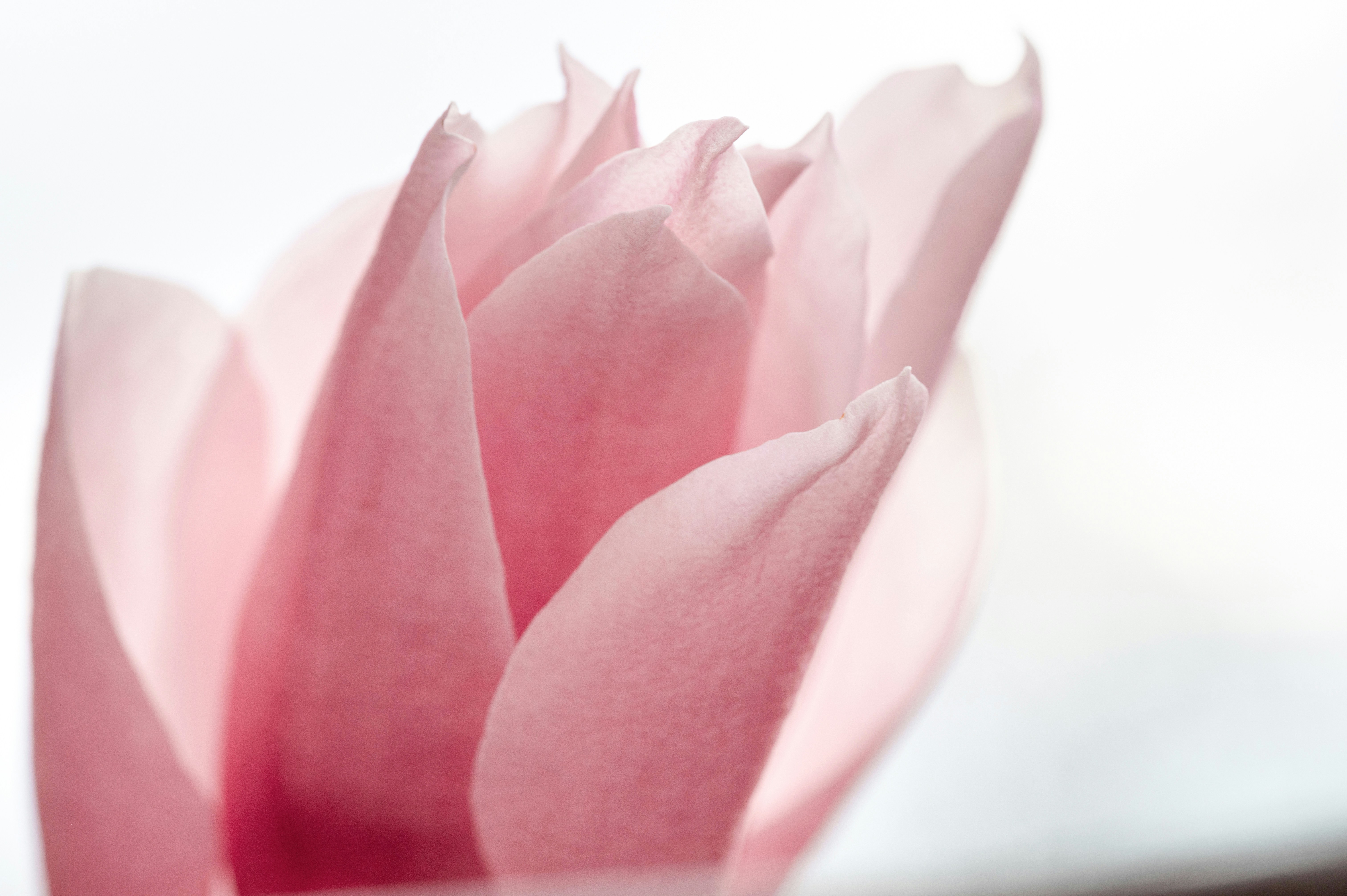 Photo by volodymyr_leush