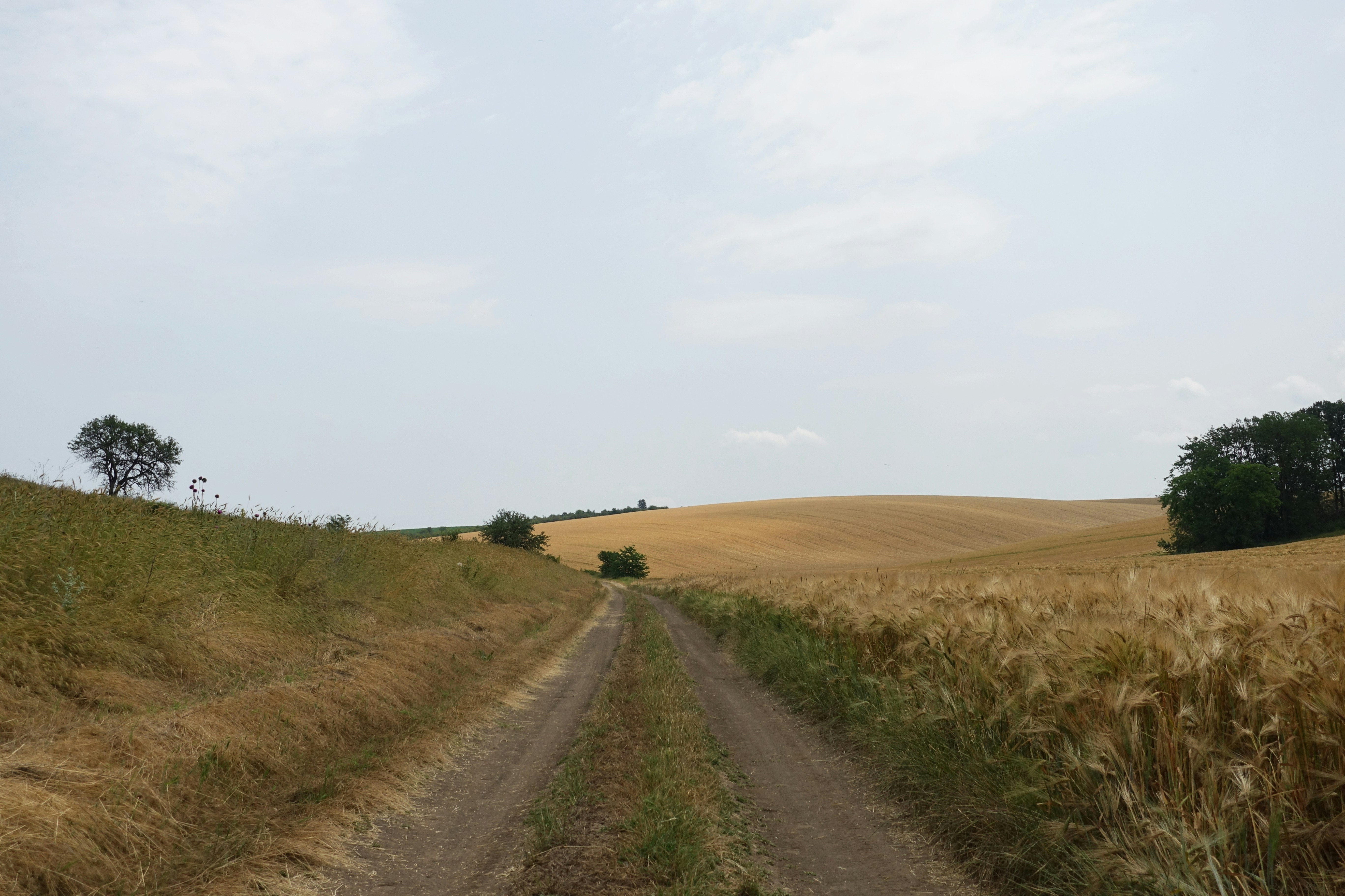 A dirt road leads through a wheat field.