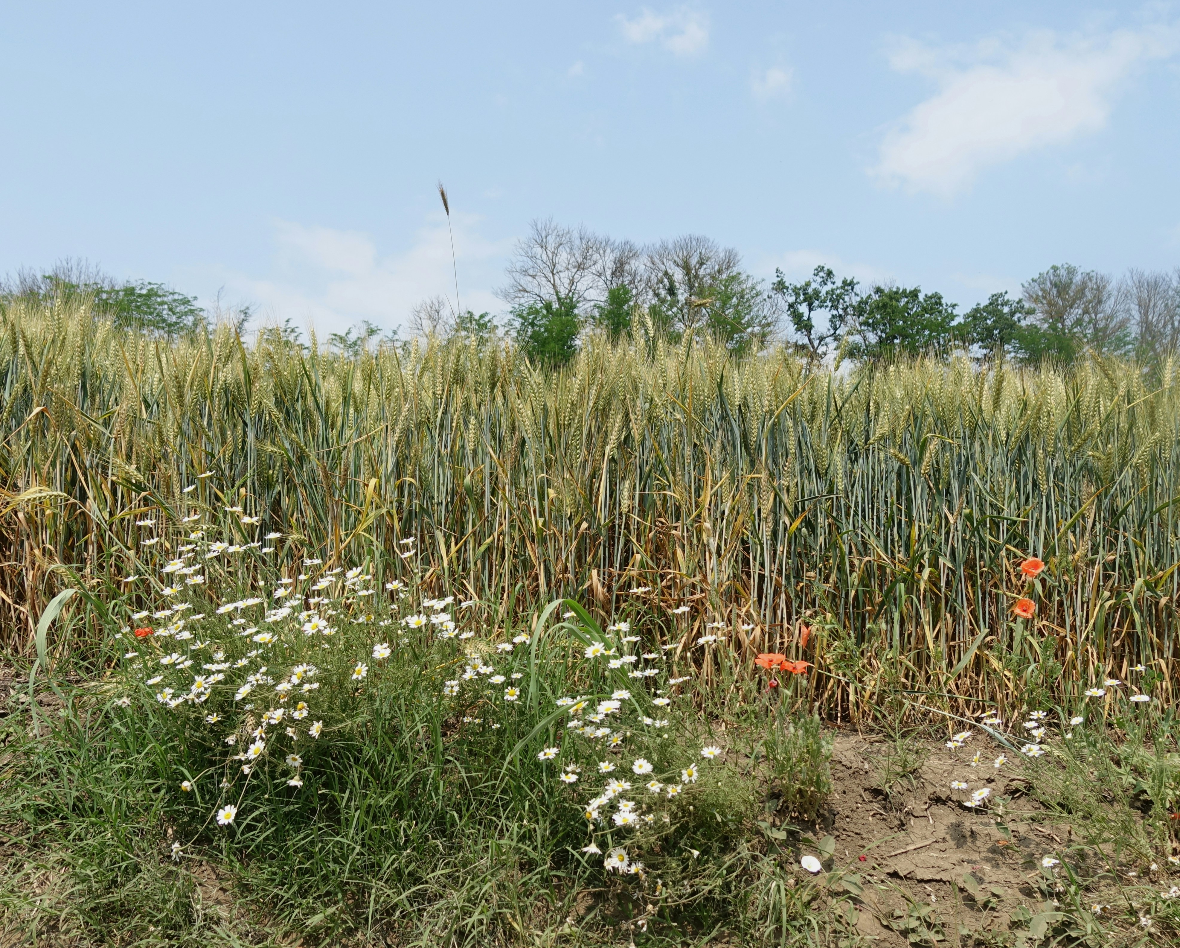 Італійські сорти конопелі відновили схожість у 2025 році