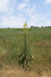 Tall, flowering plant stands in a field.