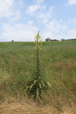 Tall, flowering plant stands in a field.