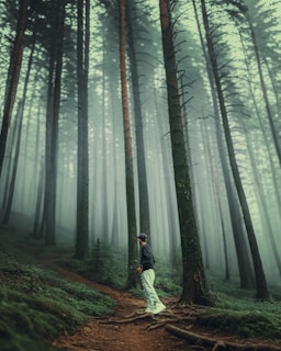Man walks in a misty, towering forest.