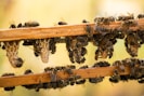 Bees swarm on wooden branches.