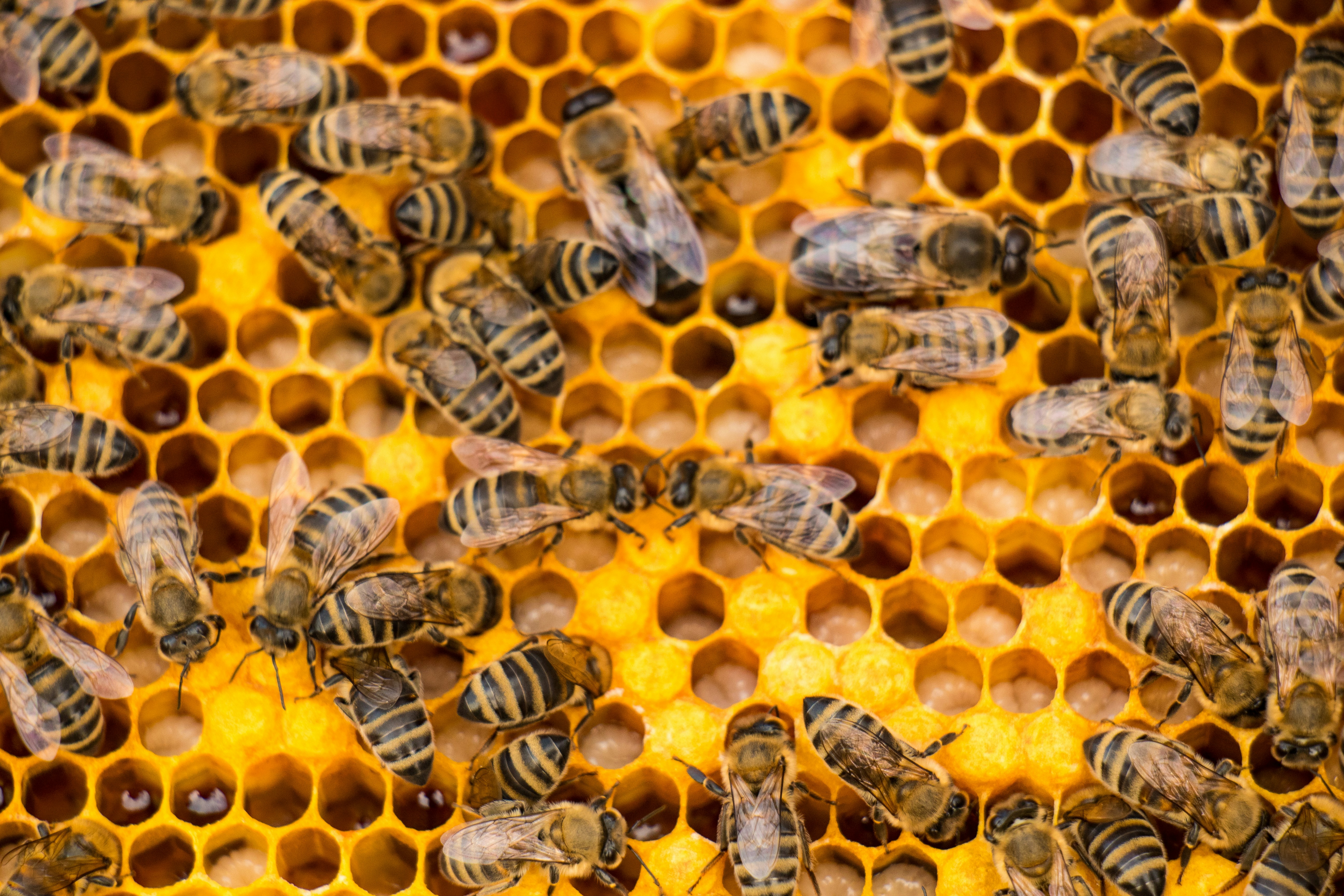 Bees gather on a honeycomb, working diligently.