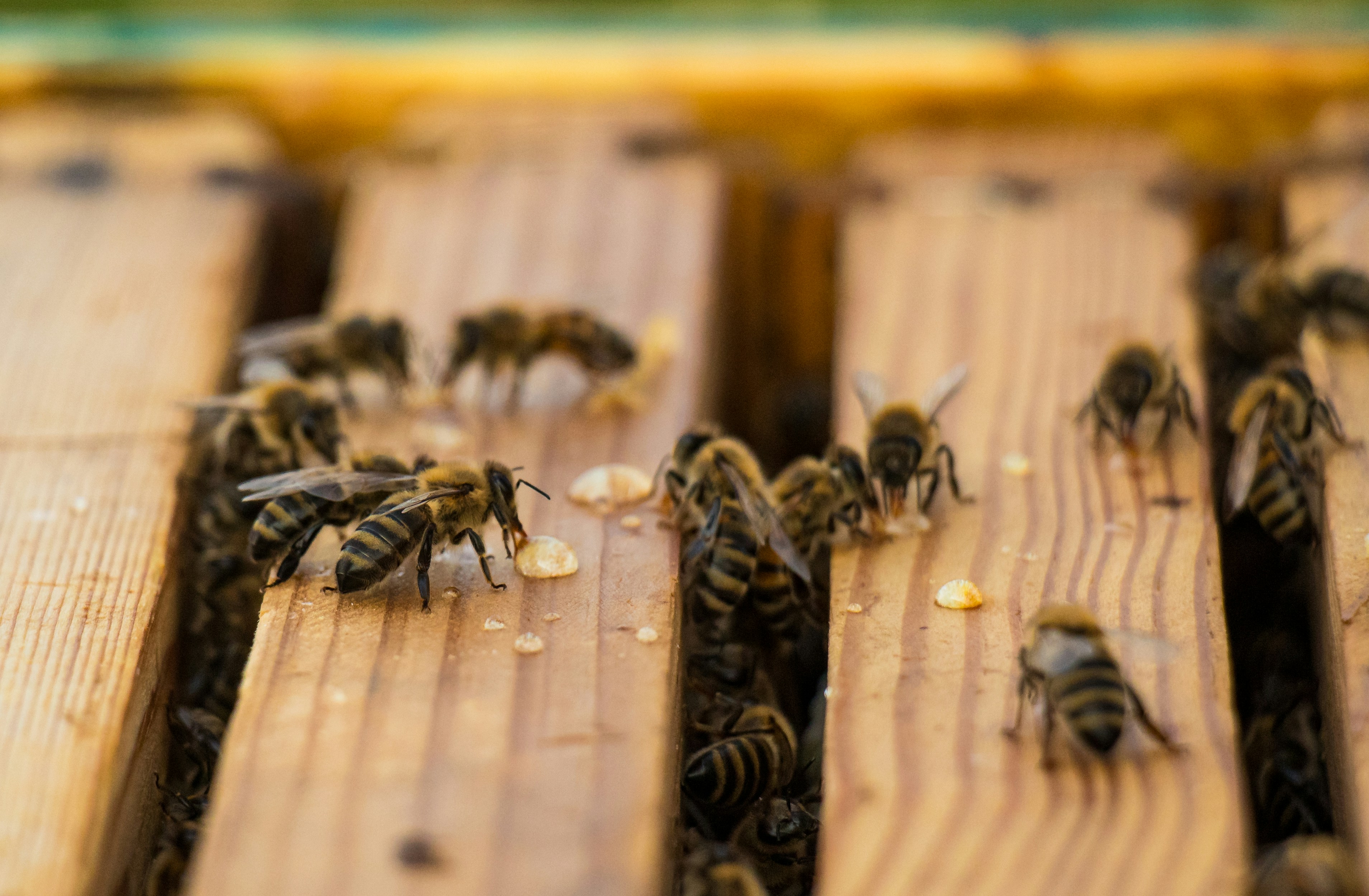 Bees are gathered on a wooden surface.