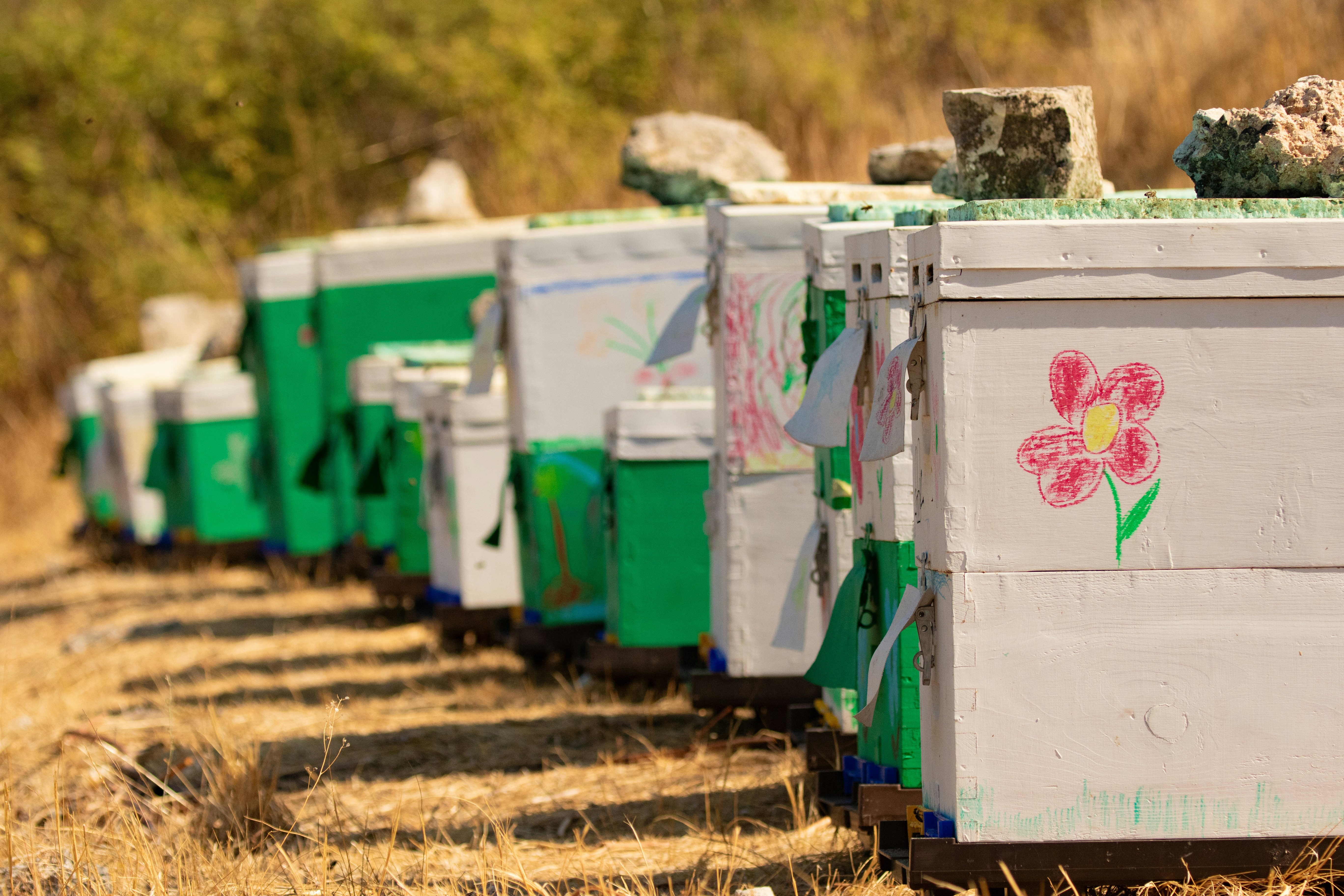 Beehives are lined up in a field.