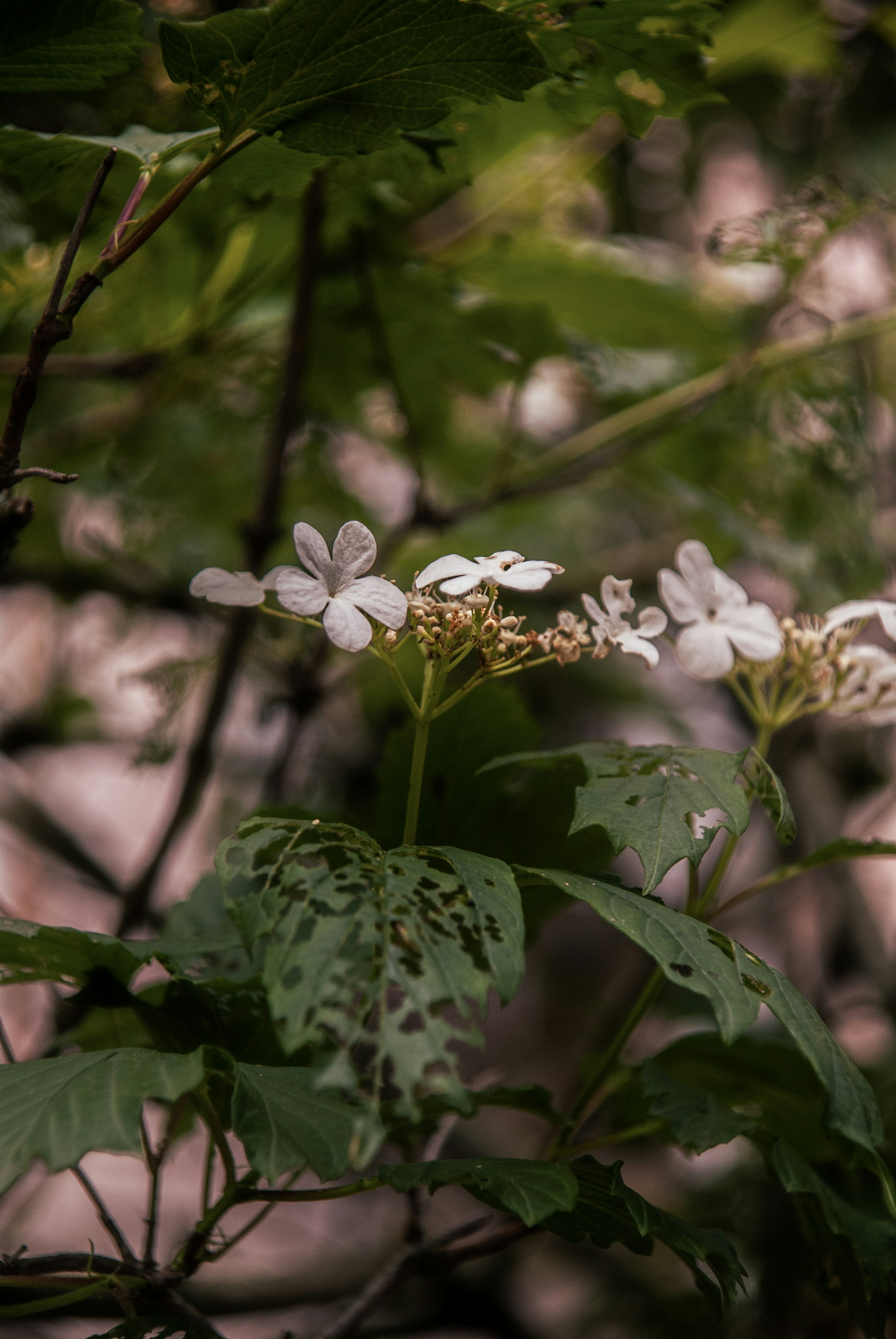 Photo by evavi17
