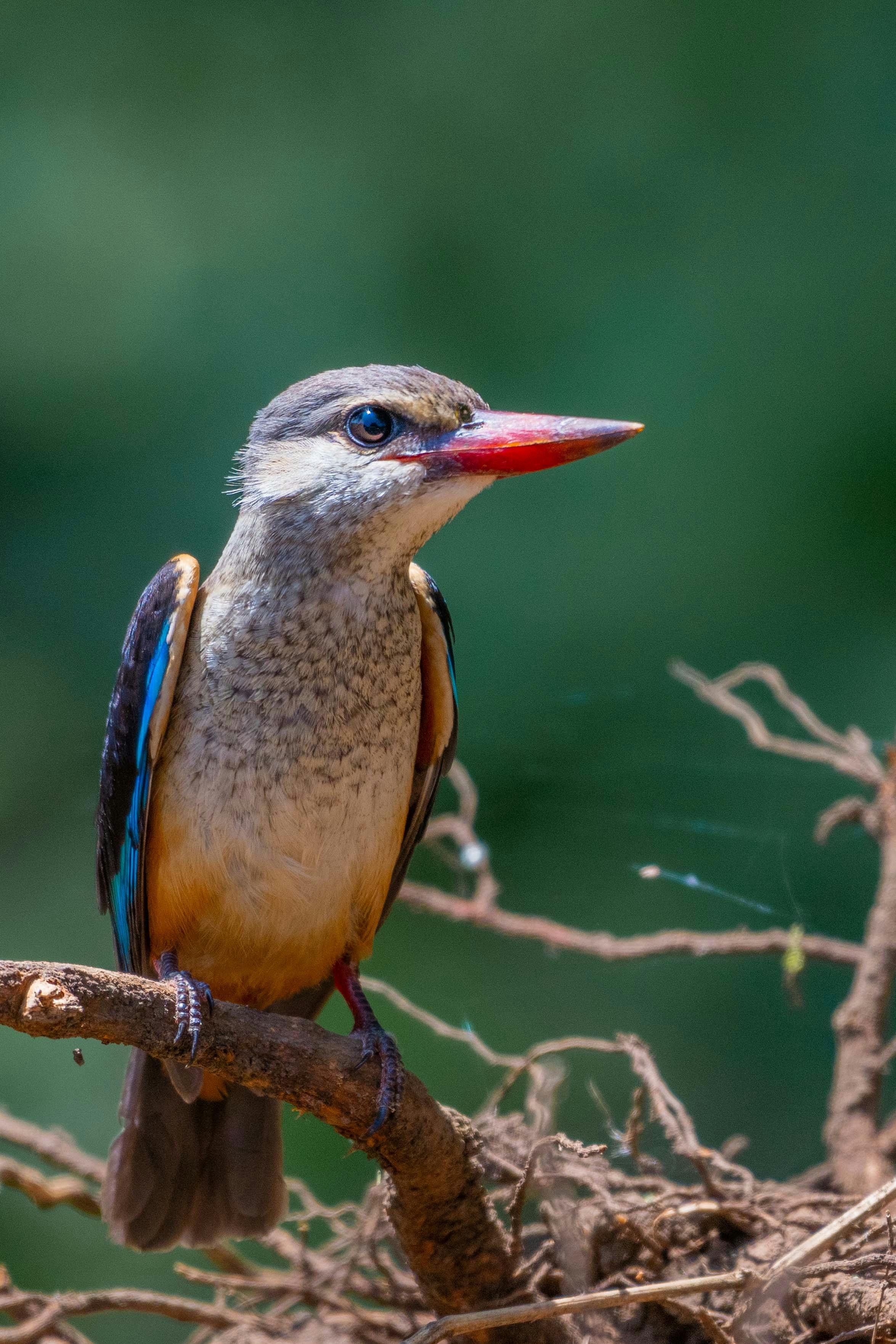 A colorful kingfisher bird perched on a branch.