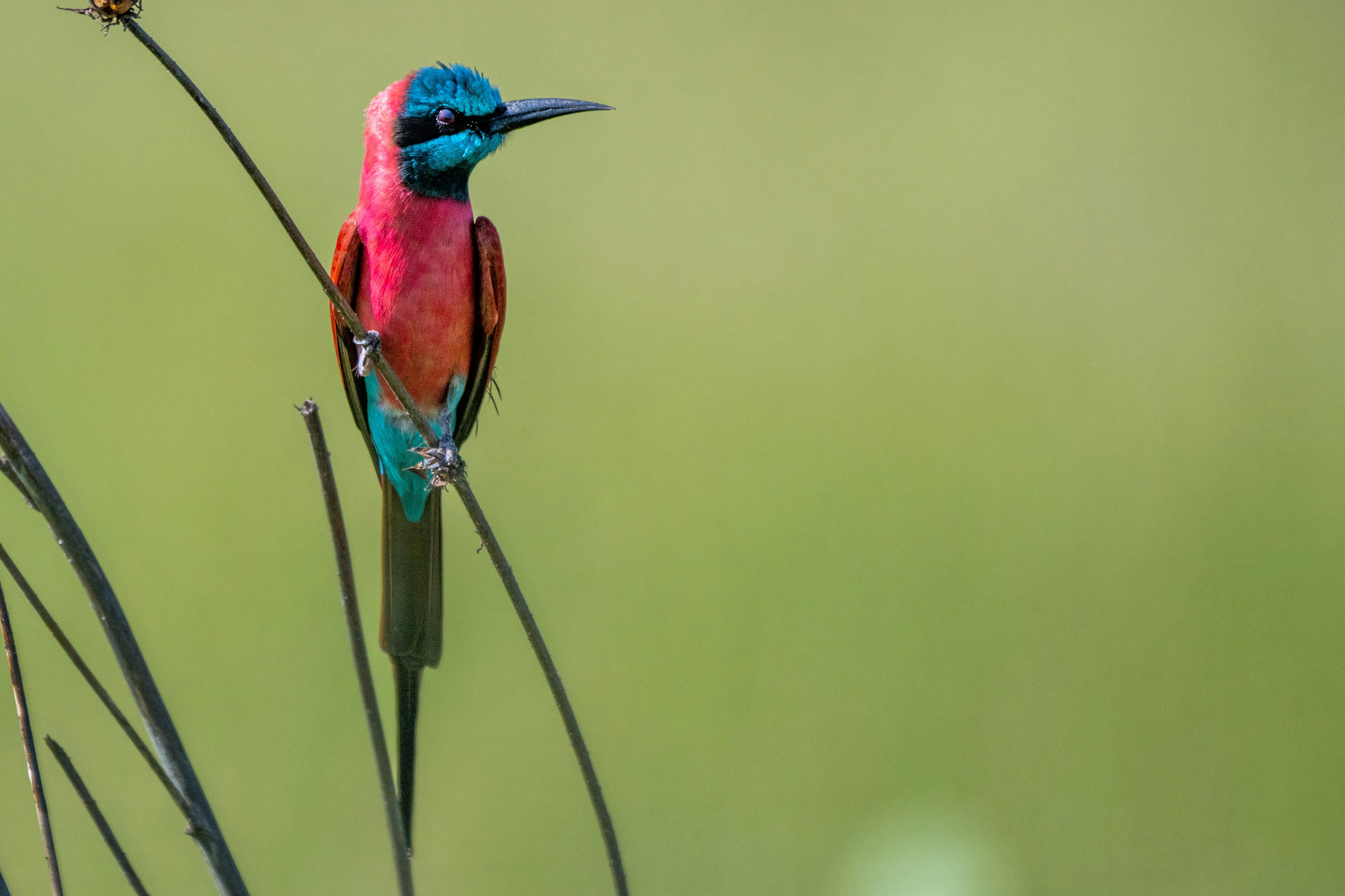 A beautiful bee-eater perches on a slender reed.