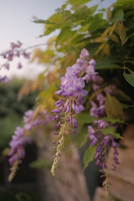 Chinese Wisteria