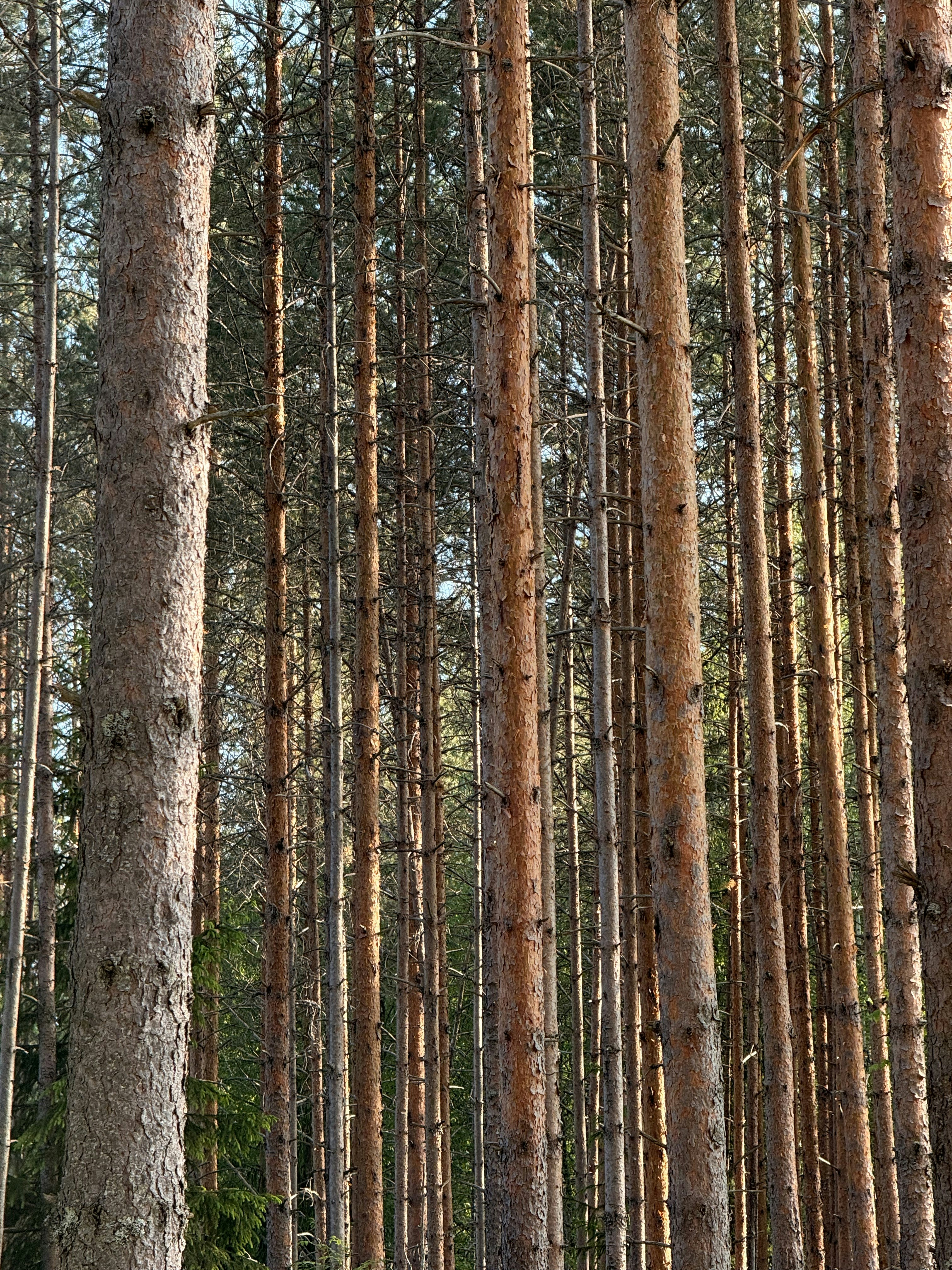 Photo by artemisss666