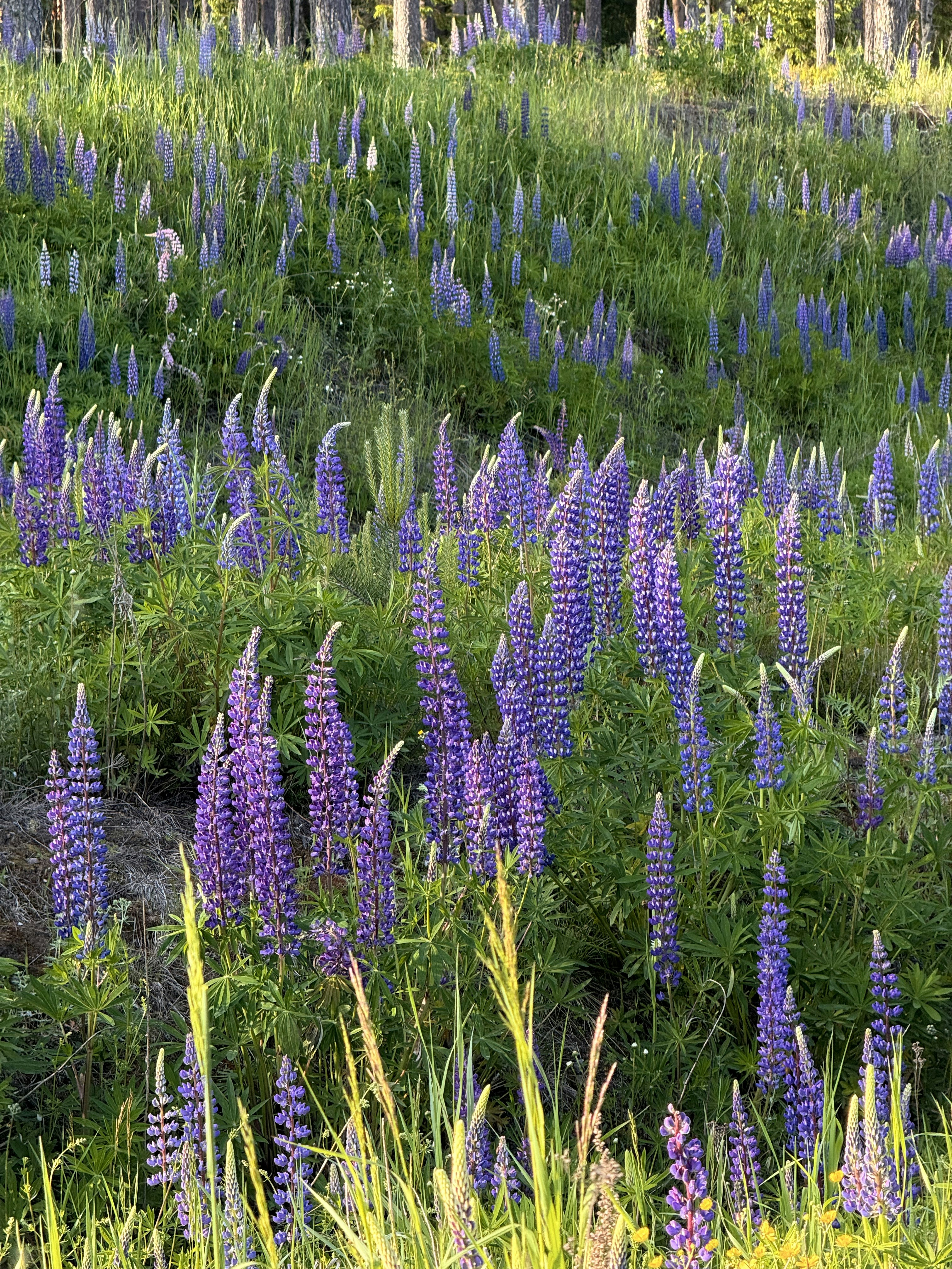 Photo by artemisss666