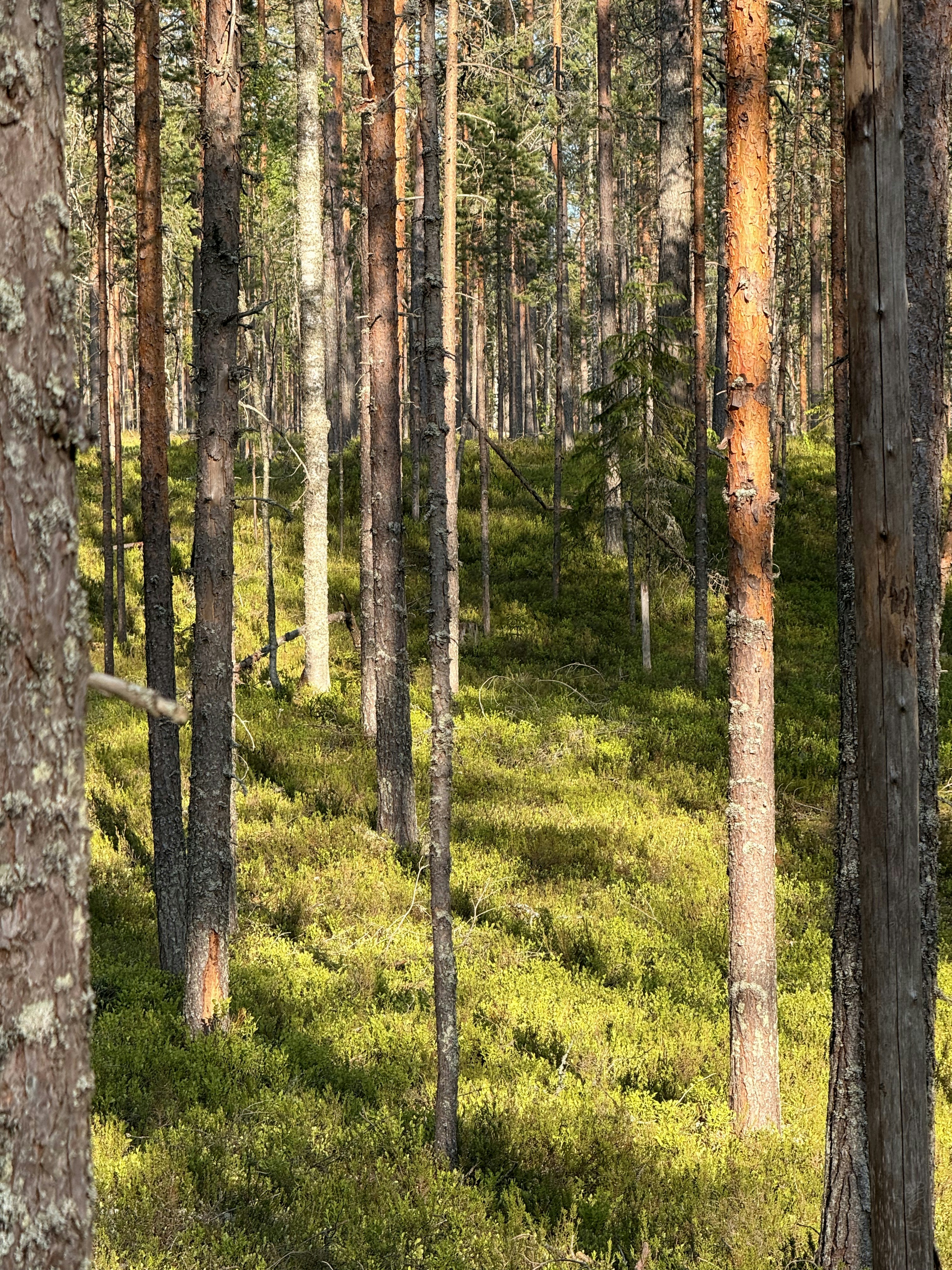 Photo by artemisss666